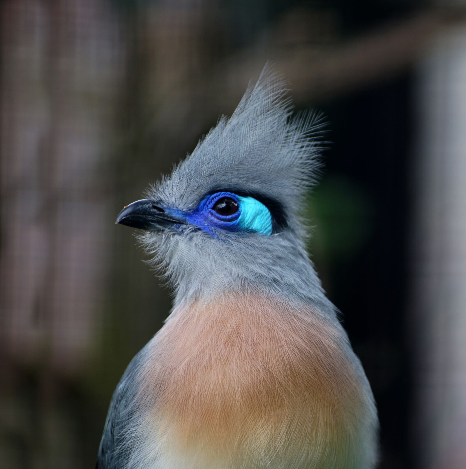 Sony ILCA-77M2 sample photo. Bird, plumage, bird park photography