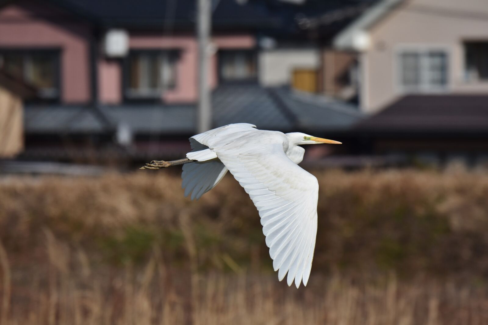 Nikon D7200 sample photo. Animal, river, waterside photography