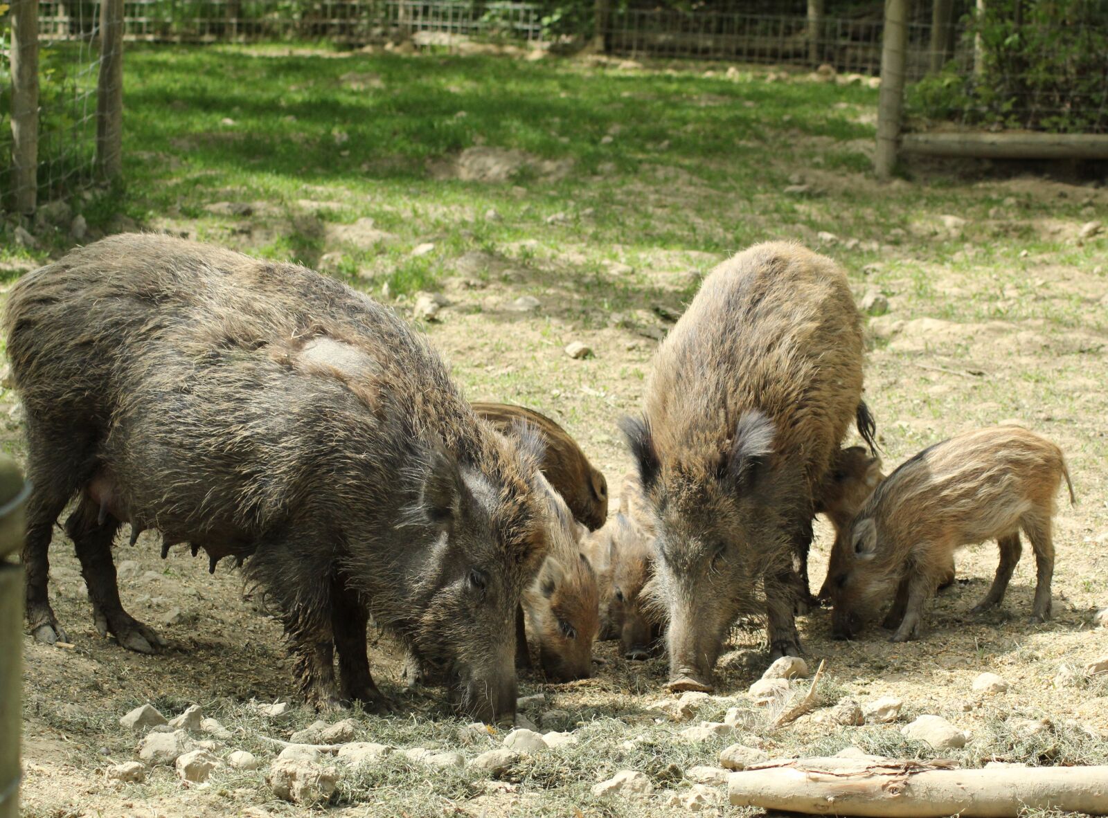 Canon EOS 1300D (EOS Rebel T6 / EOS Kiss X80) sample photo. Mammal, animal, animal world photography
