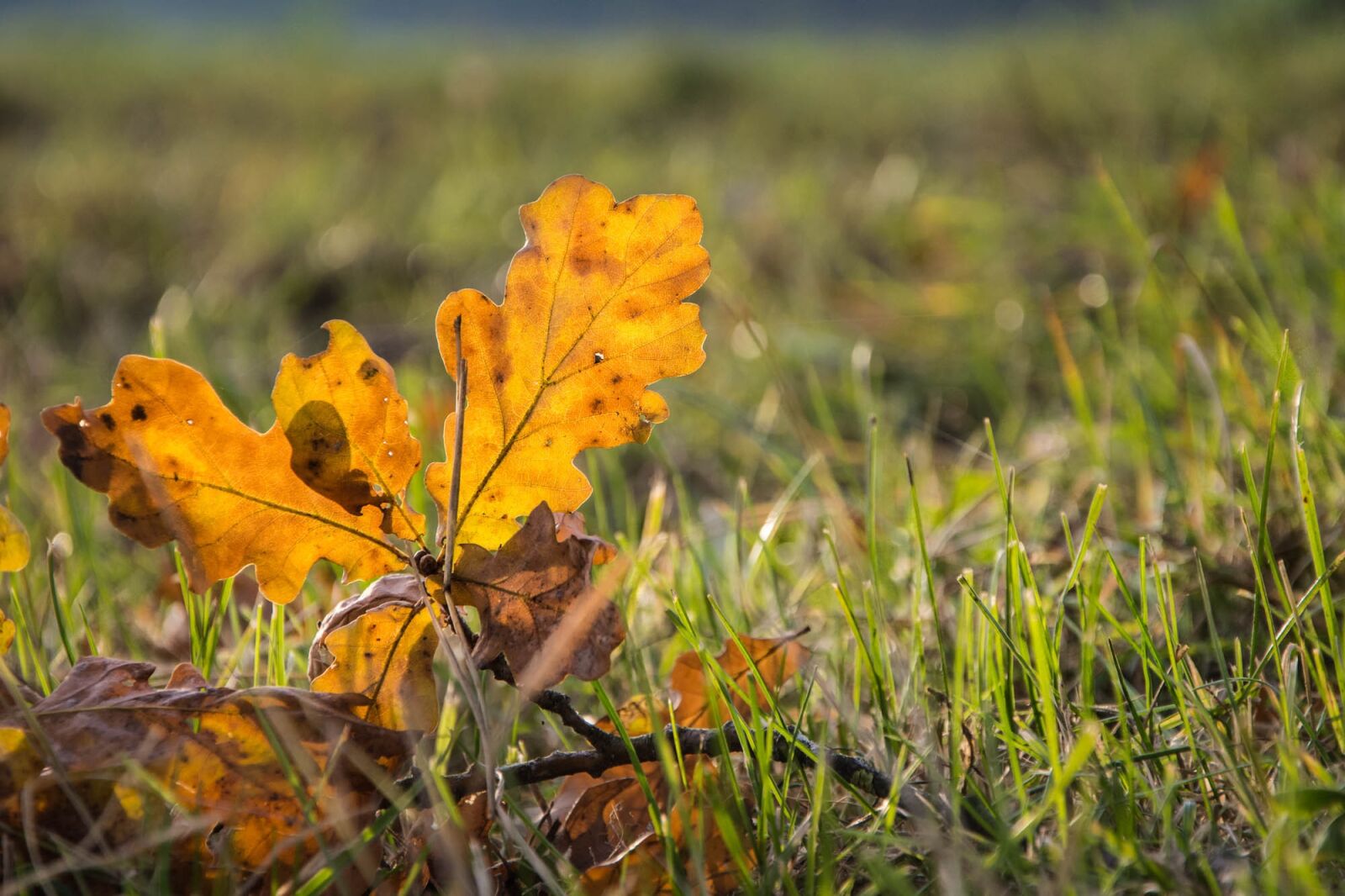 Nikon D7200 sample photo. Fall, leaf, golden autumn photography