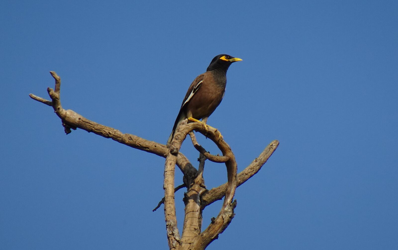 Sony DSC-WX800 sample photo. Common myna, indian myna photography