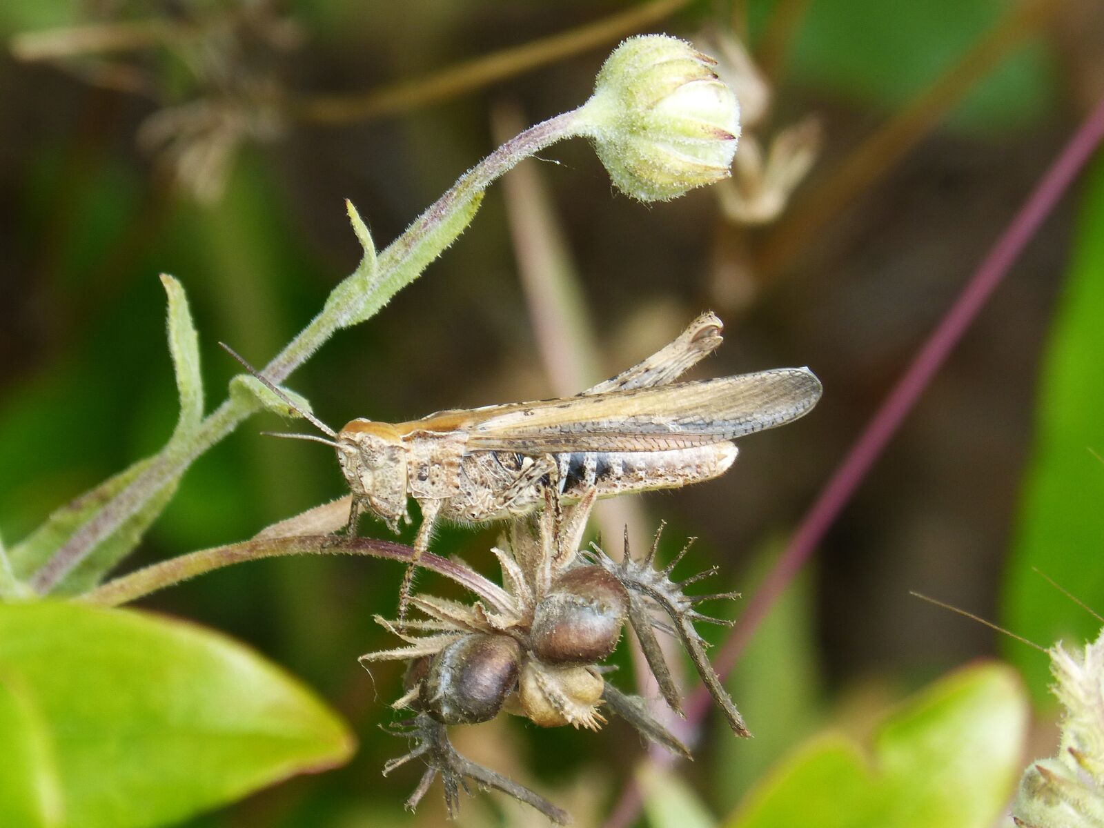 Panasonic DMC-FZ62 sample photo. Grasshopper, lobster, small photography