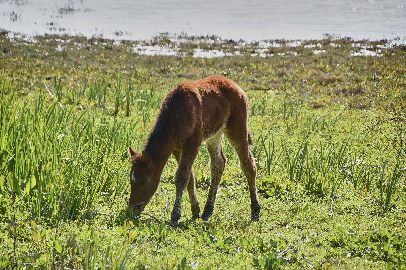 Nikon D7200 sample photo. Colt, marshes, animals photography