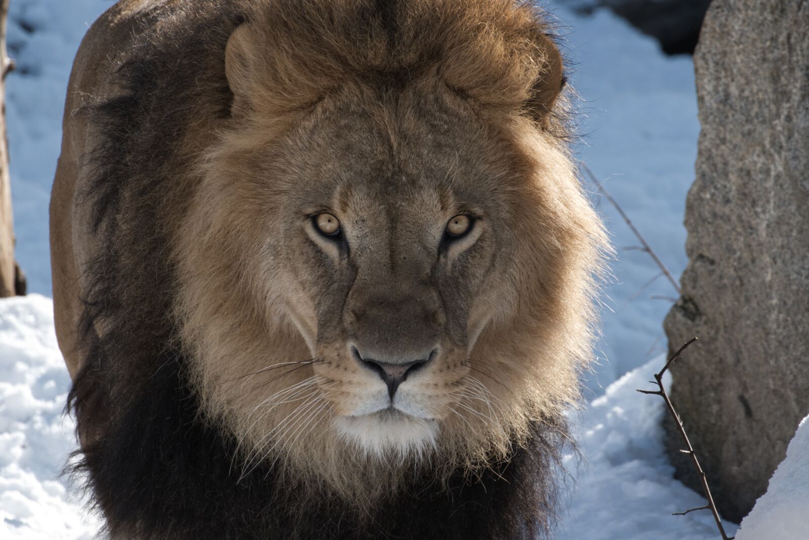 Canon EOS 800D (EOS Rebel T7i / EOS Kiss X9i) sample photo. Lion, predator, zoo photography