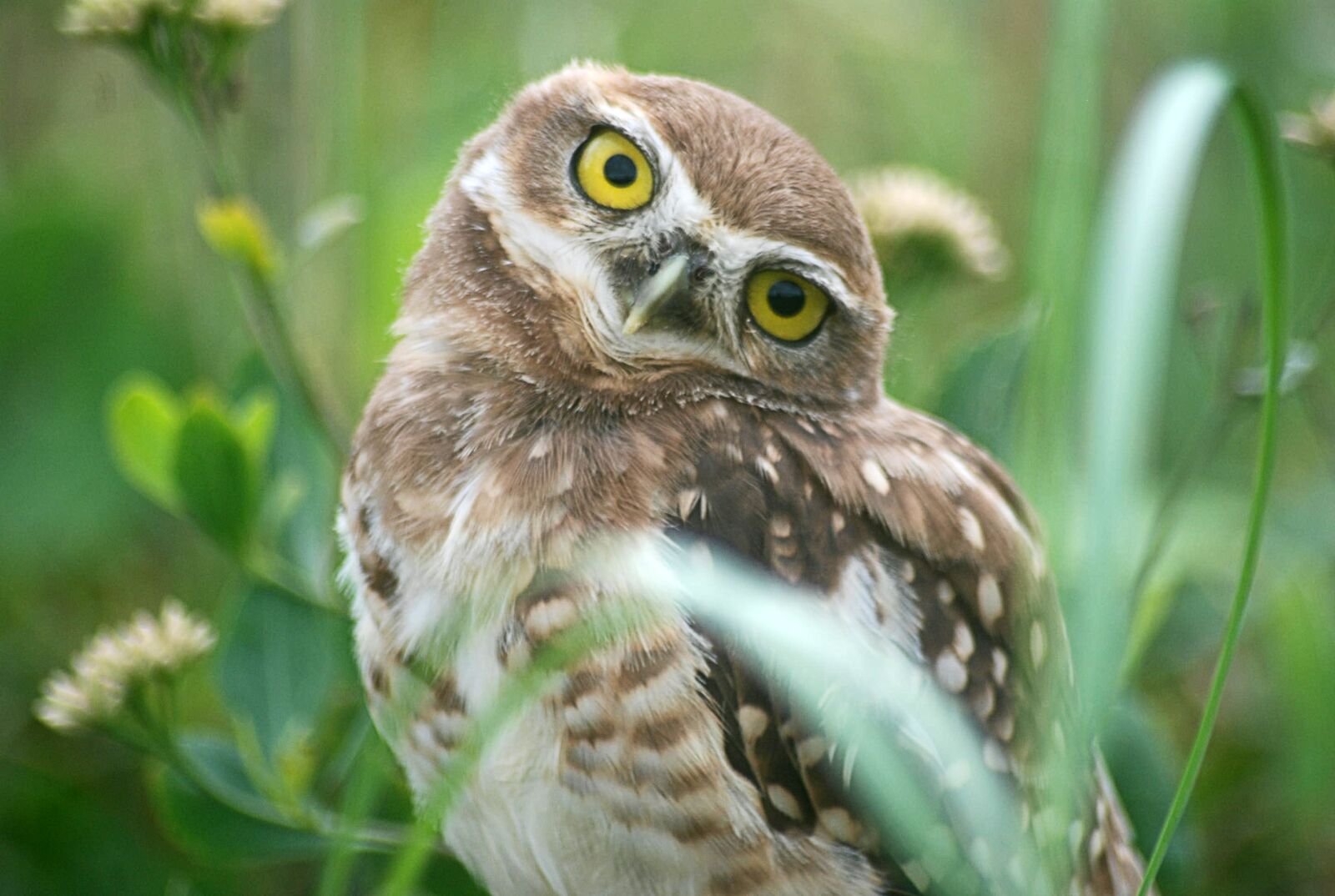 Nikon D80 sample photo. Bird, animals, owl photography