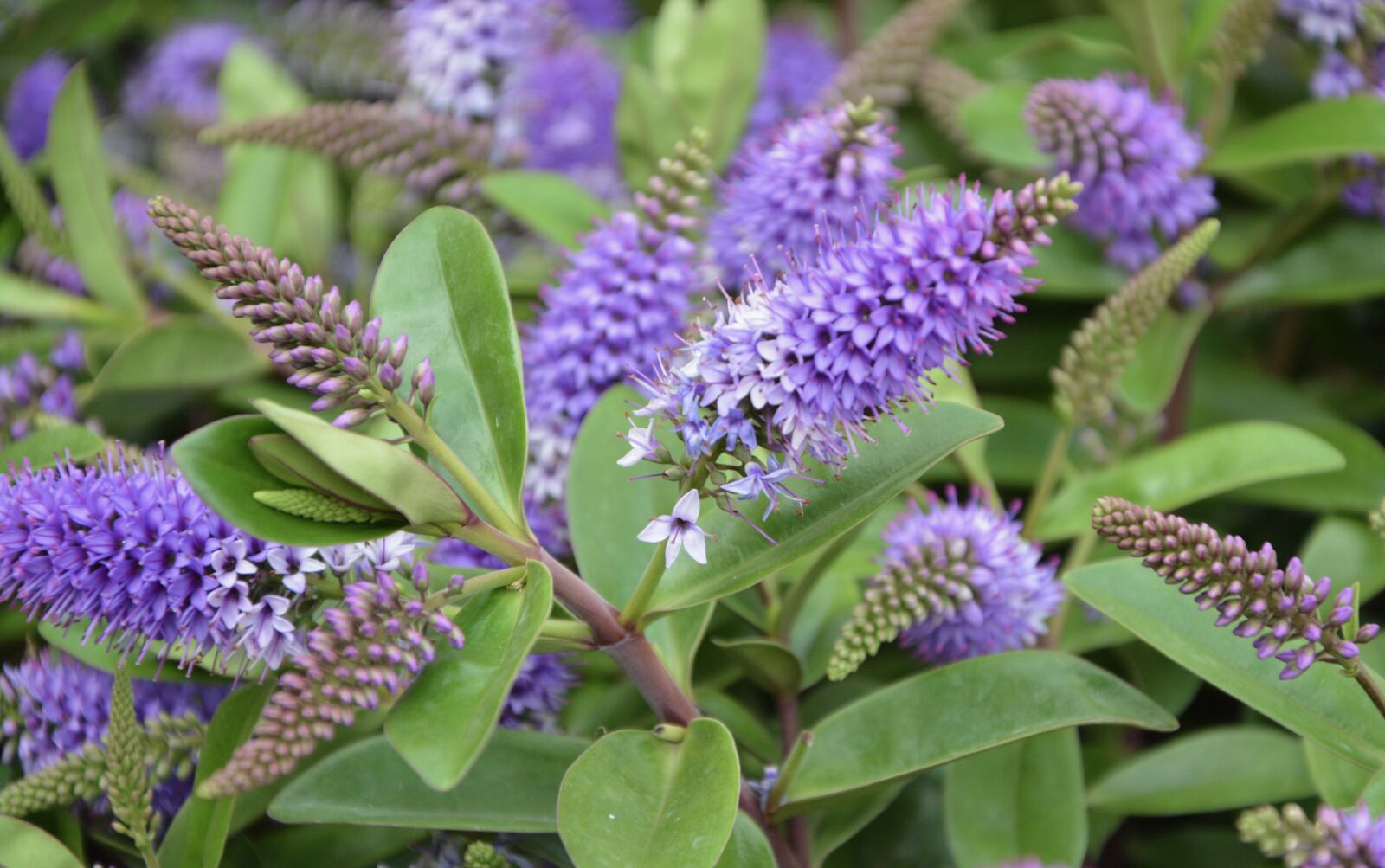 Nikon D5200 sample photo. Flowers, plants, shrub photography