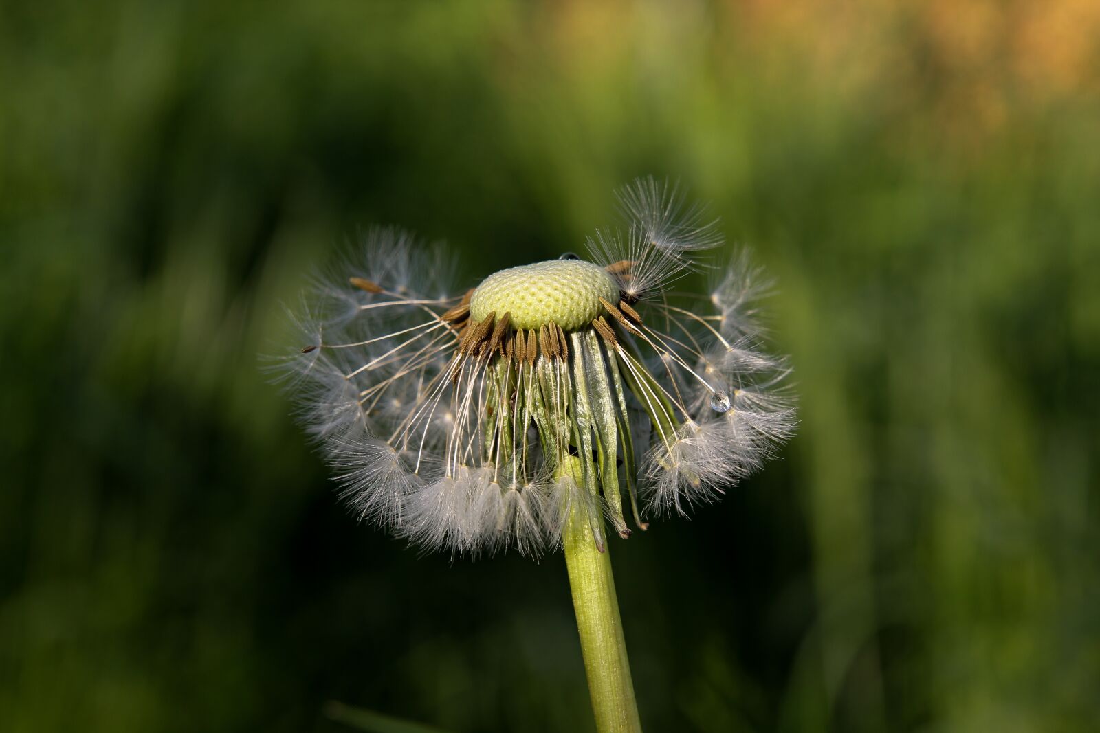 Canon EOS 60D sample photo. Nature, grass, dandelion photography