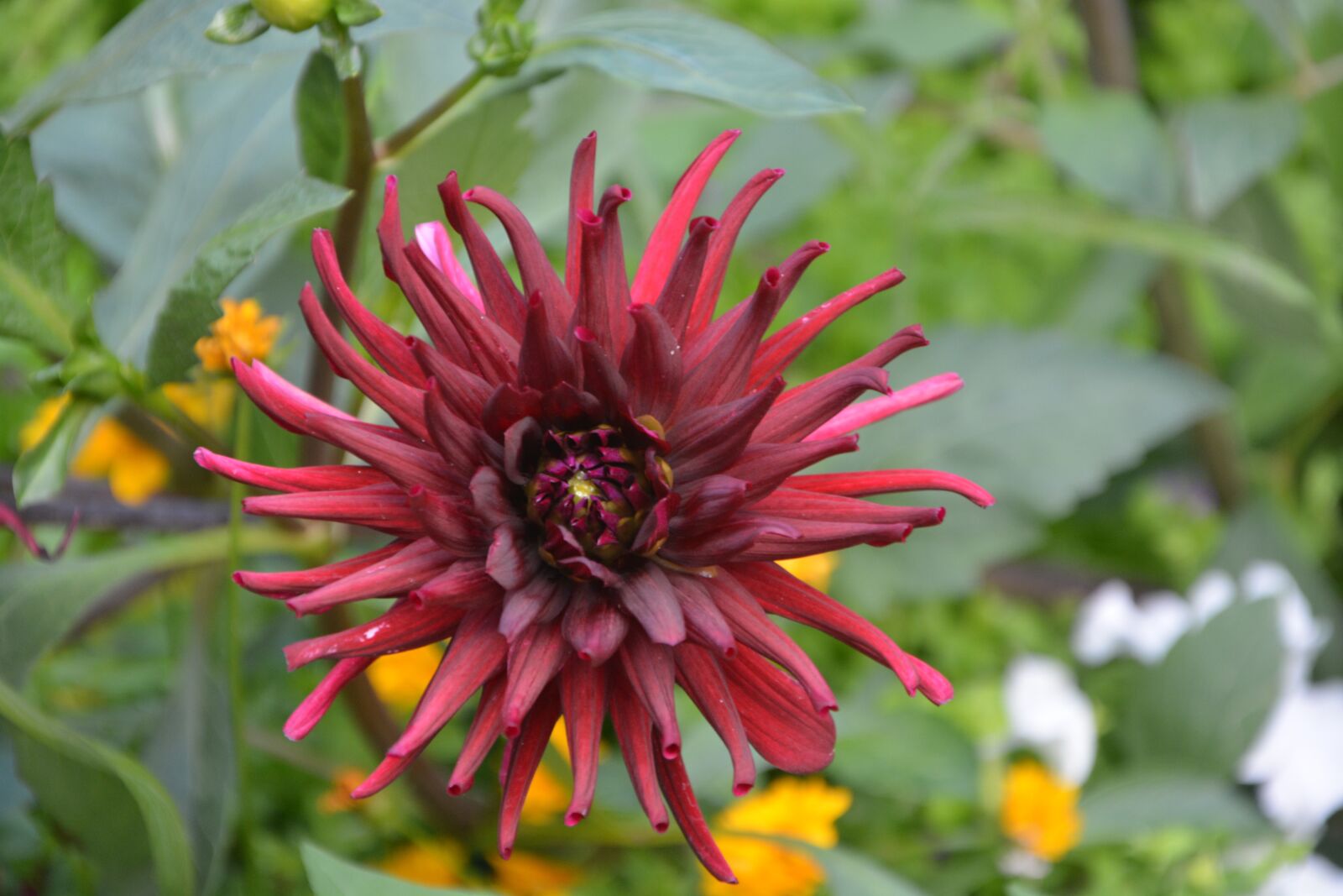Nikon D5200 sample photo. Flowers red dahlia, massif photography