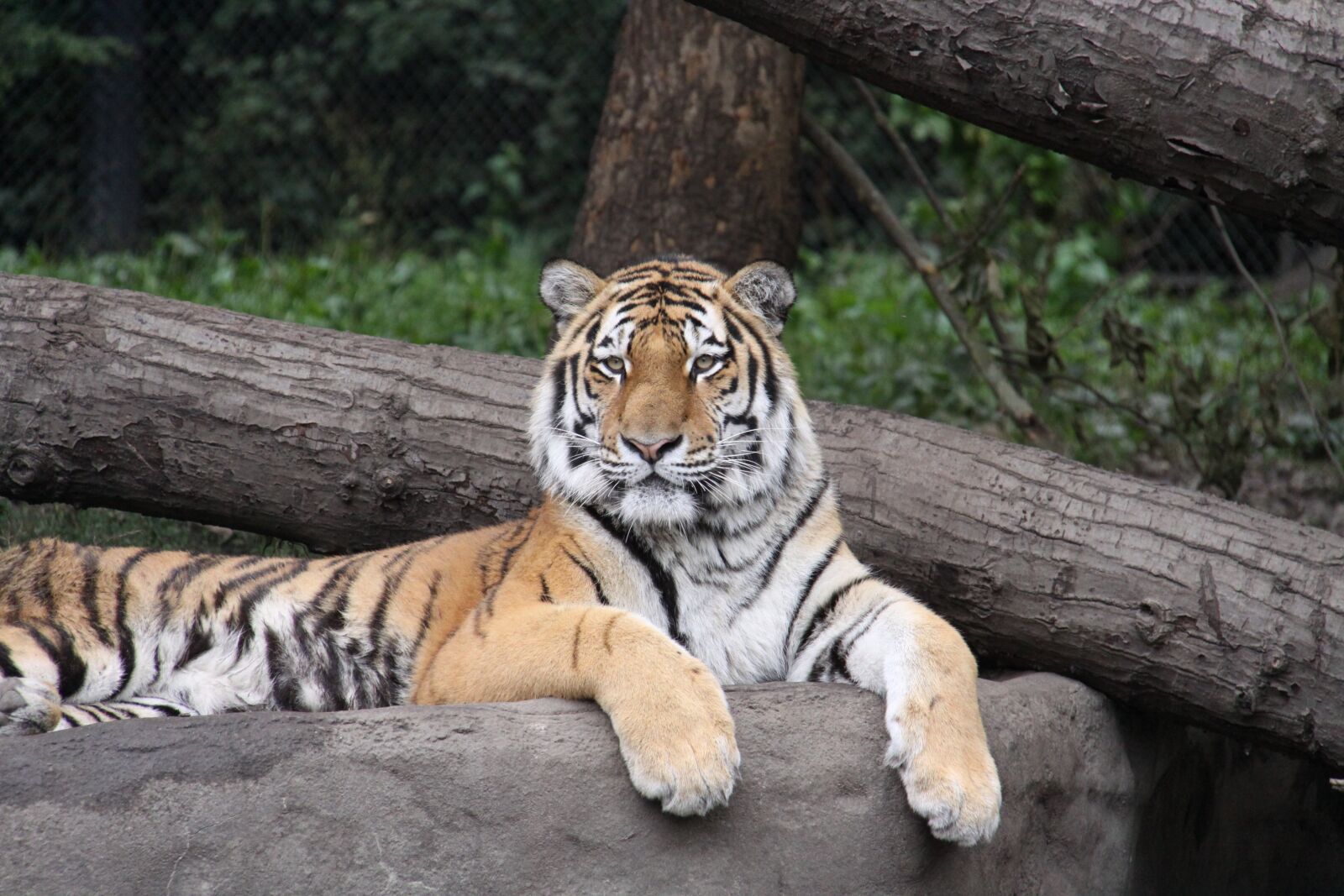 Canon EOS 50D sample photo. Tiger, amurtiger, siberian tiger photography