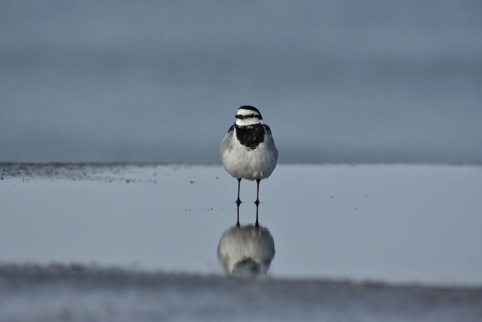 Nikon D7200 sample photo. Animal, sea, bird photography