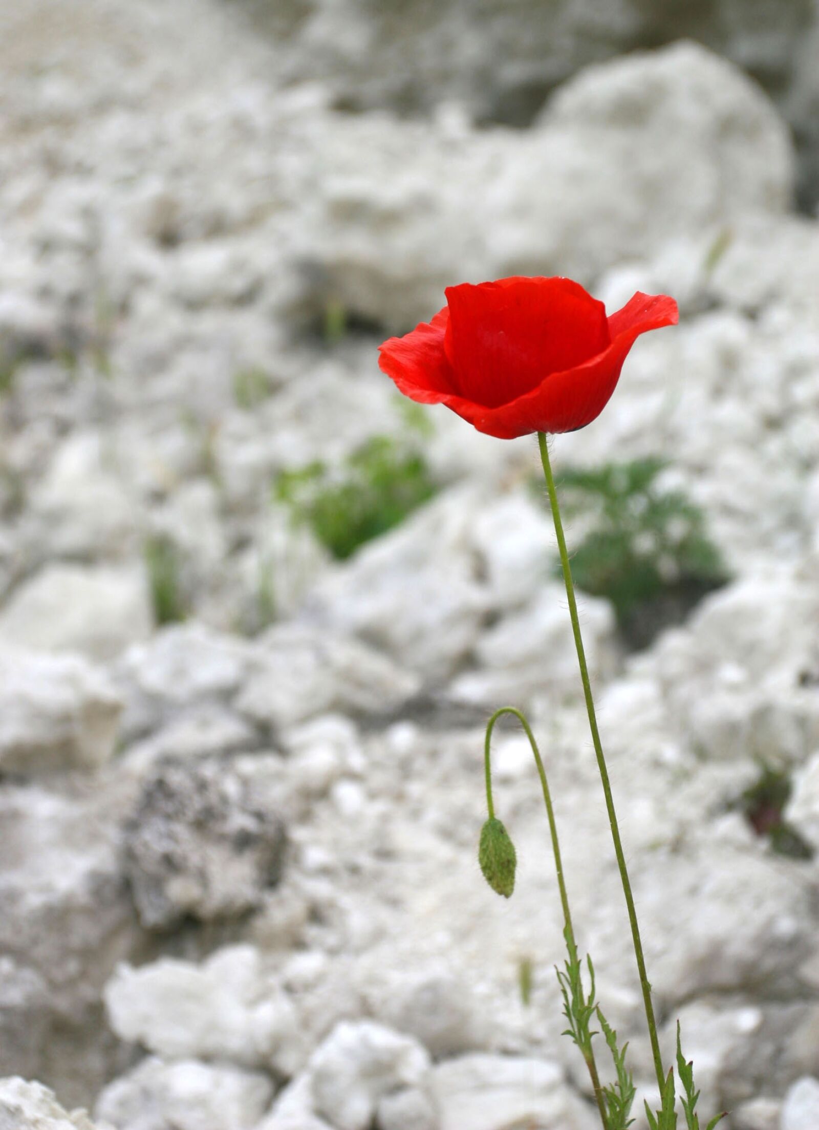 Canon EOS 30D sample photo. Flower, red, petals photography