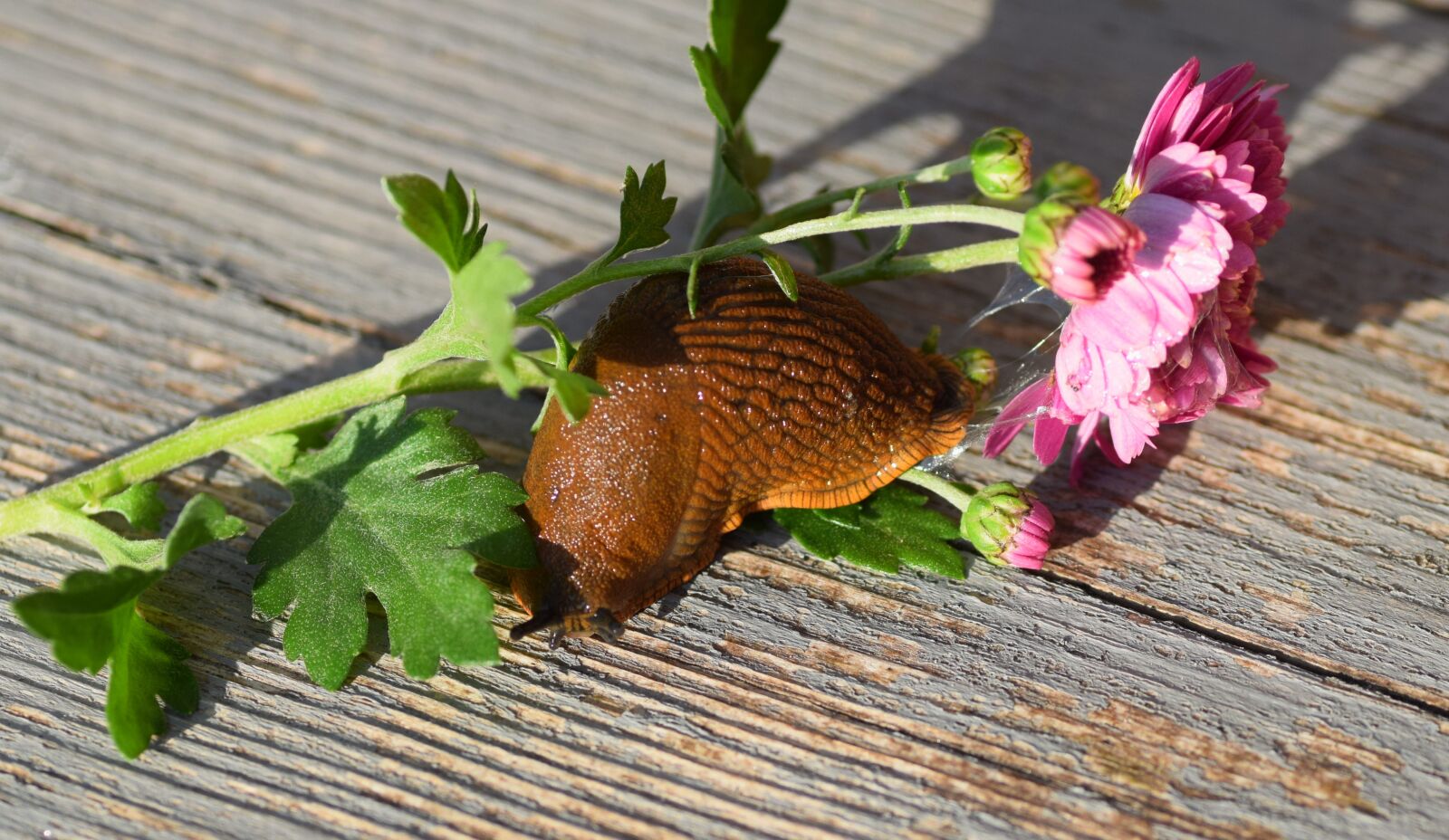 Nikon D5300 sample photo. Snail, snails, nature photography