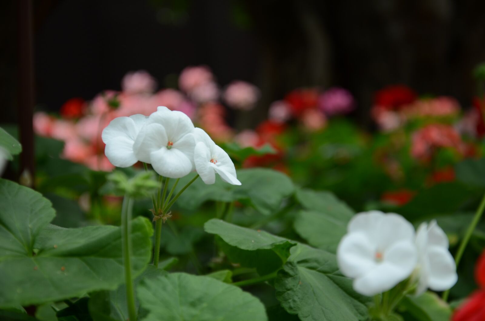 Nikon D7000 sample photo. Flower, the leaves, spike photography