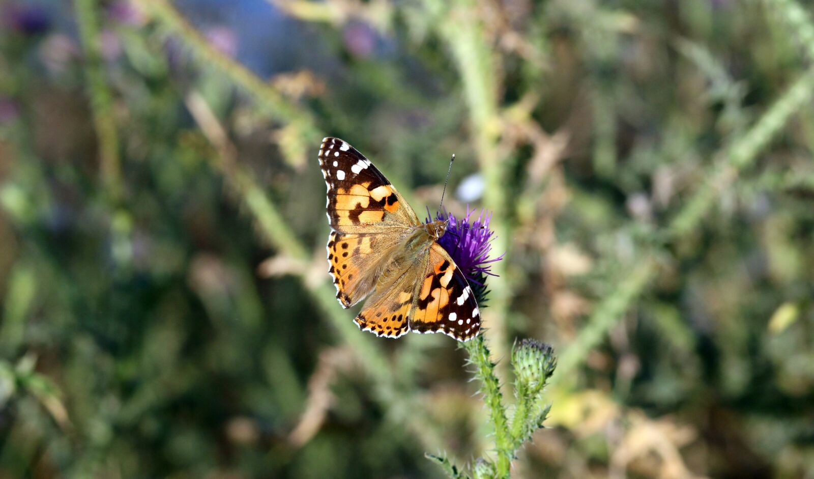 Canon EOS 700D (EOS Rebel T5i / EOS Kiss X7i) + Canon EF 85mm F1.8 USM sample photo. Butterflies, insects, plants photography