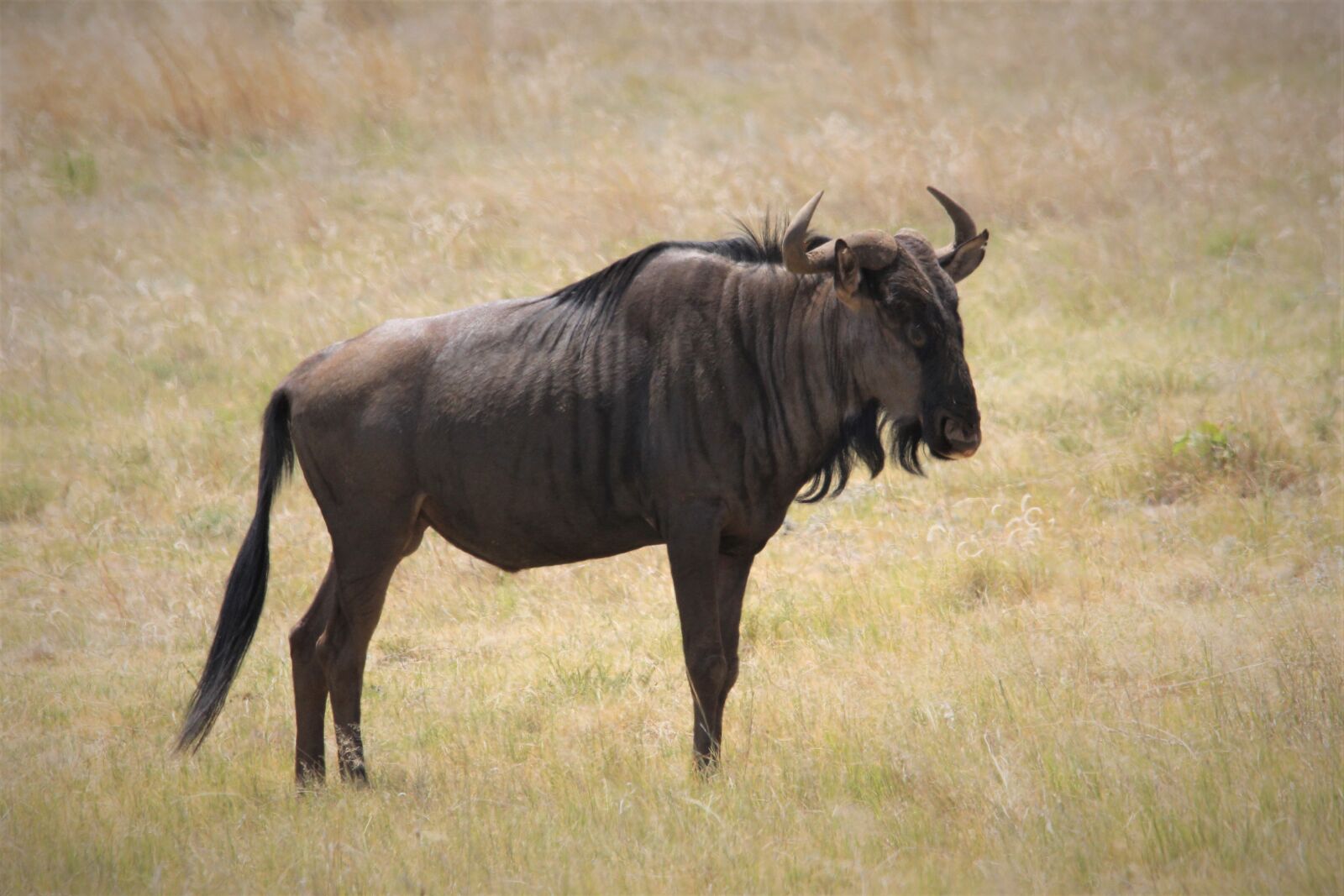 Canon EOS 60D sample photo. Black, wildebeest, wild photography