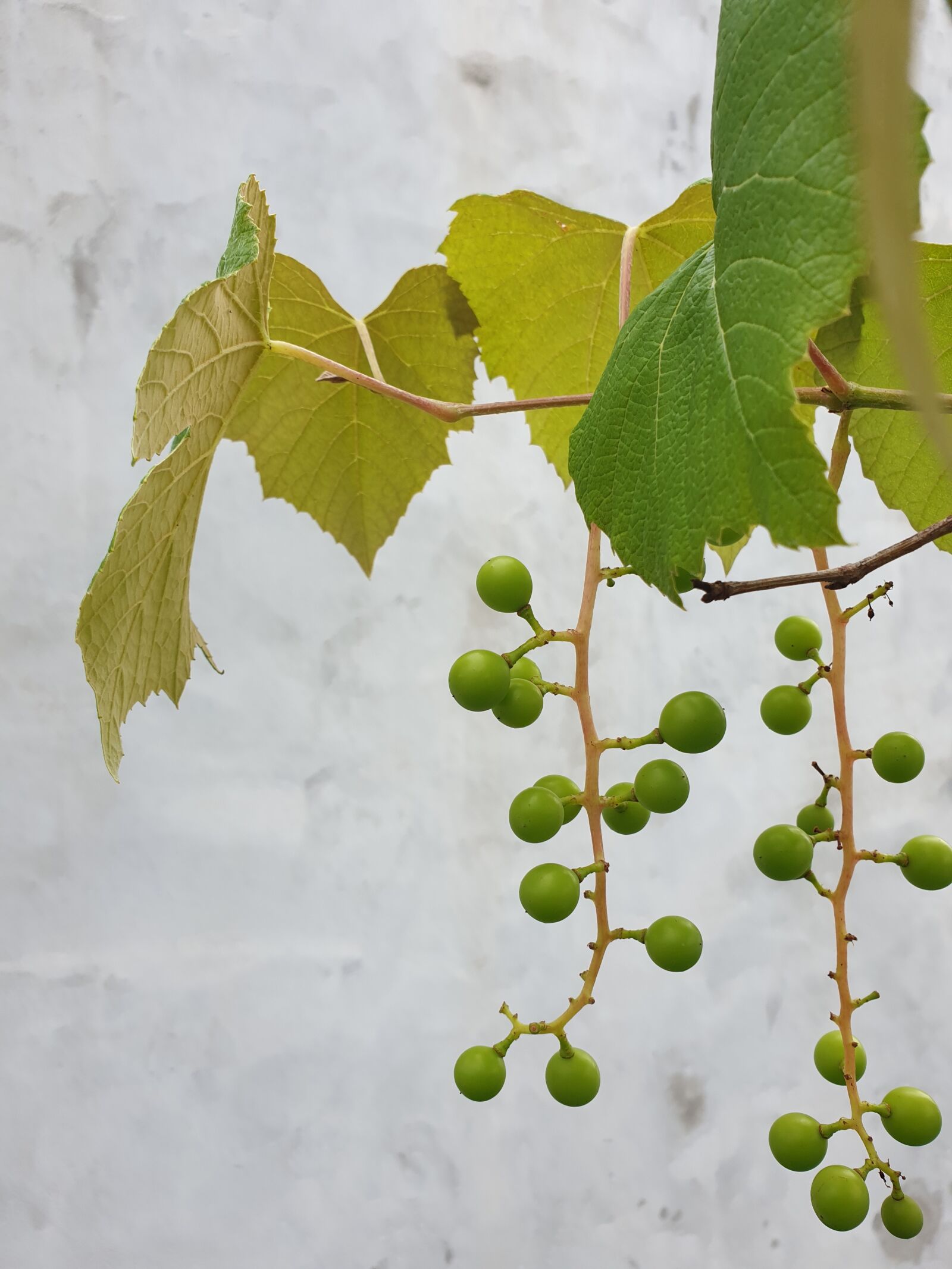 Samsung Galaxy Note9 sample photo. Grapes, arboretum, plantation photography