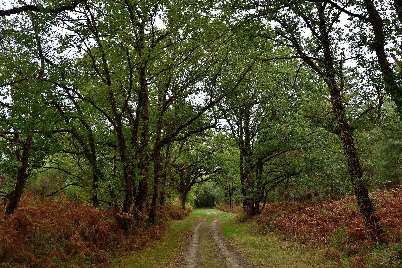 Nikon D750 sample photo. Path, green, trees photography