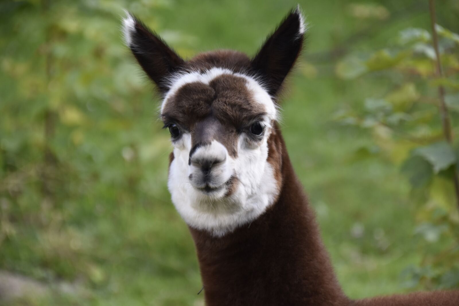 Nikon D5600 sample photo. Alpaca, camelids, portrait alpaca photography