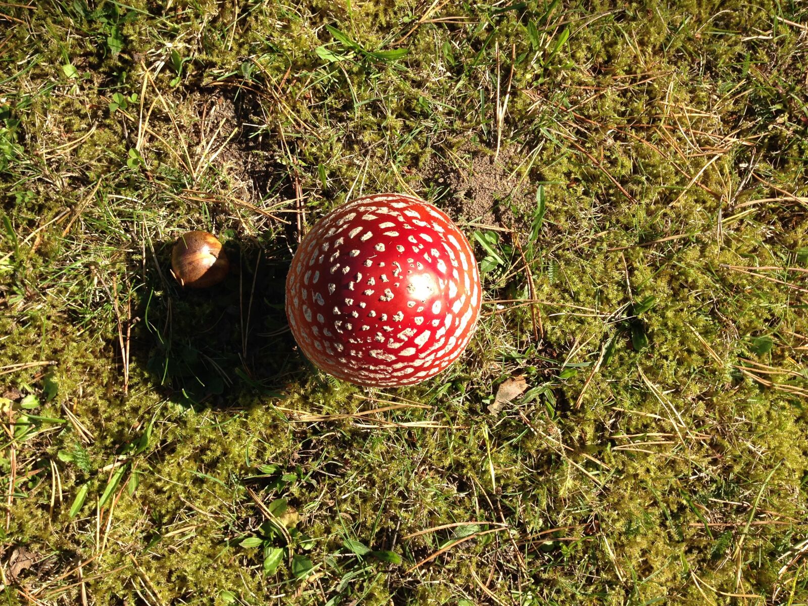 iPhone 5 back camera 4.12mm f/2.4 sample photo. Mushroom, fly agaric, moss photography