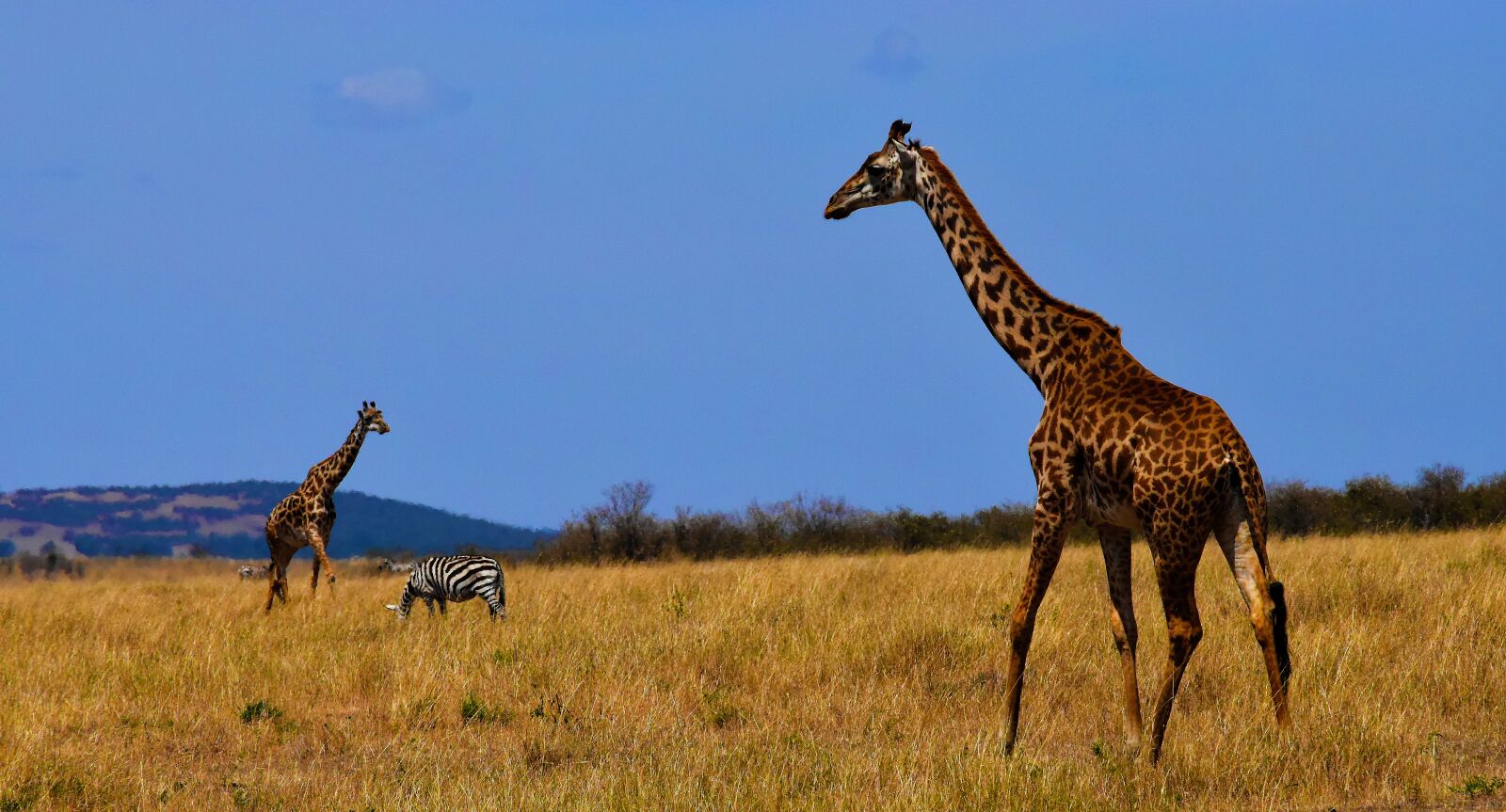 Nikon D5500 sample photo. Giraffe, nature, tanzania photography