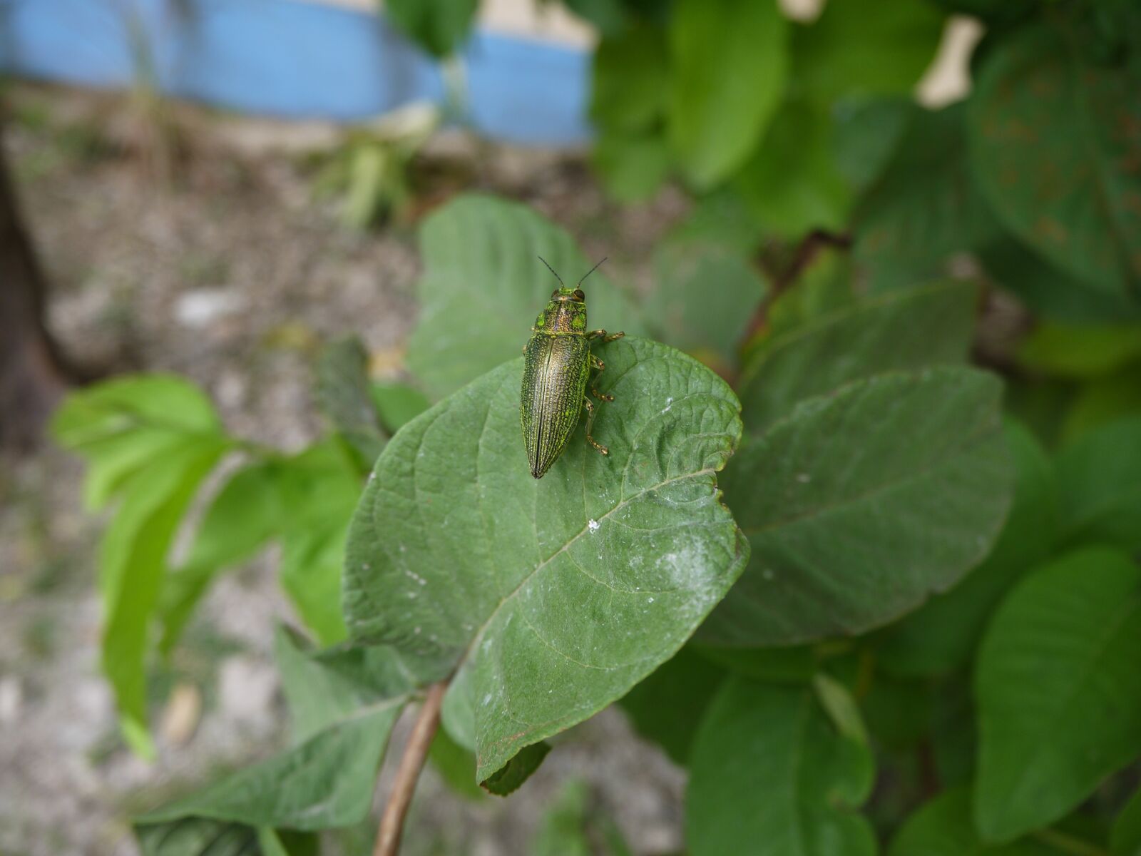 Panasonic Lumix DMC-GF5 sample photo. Greenness, insects, the leaves photography