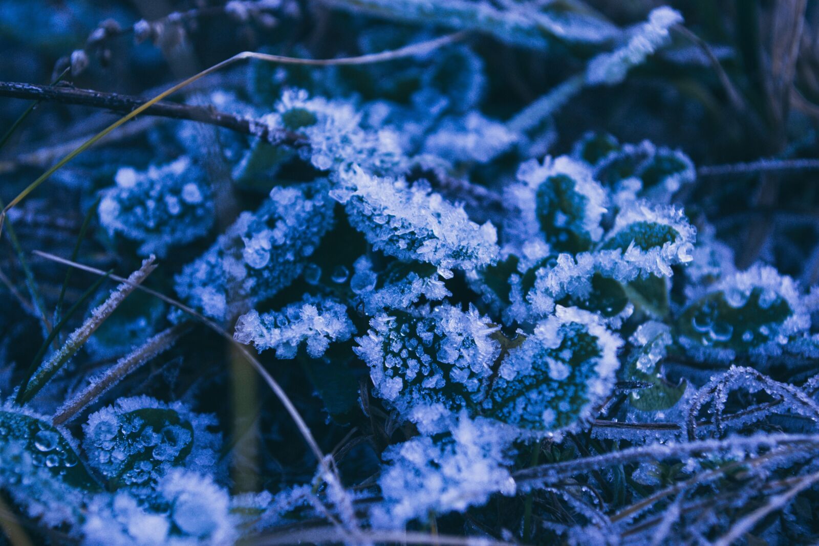 Nikon D3100 sample photo. трава, лед, снег photography