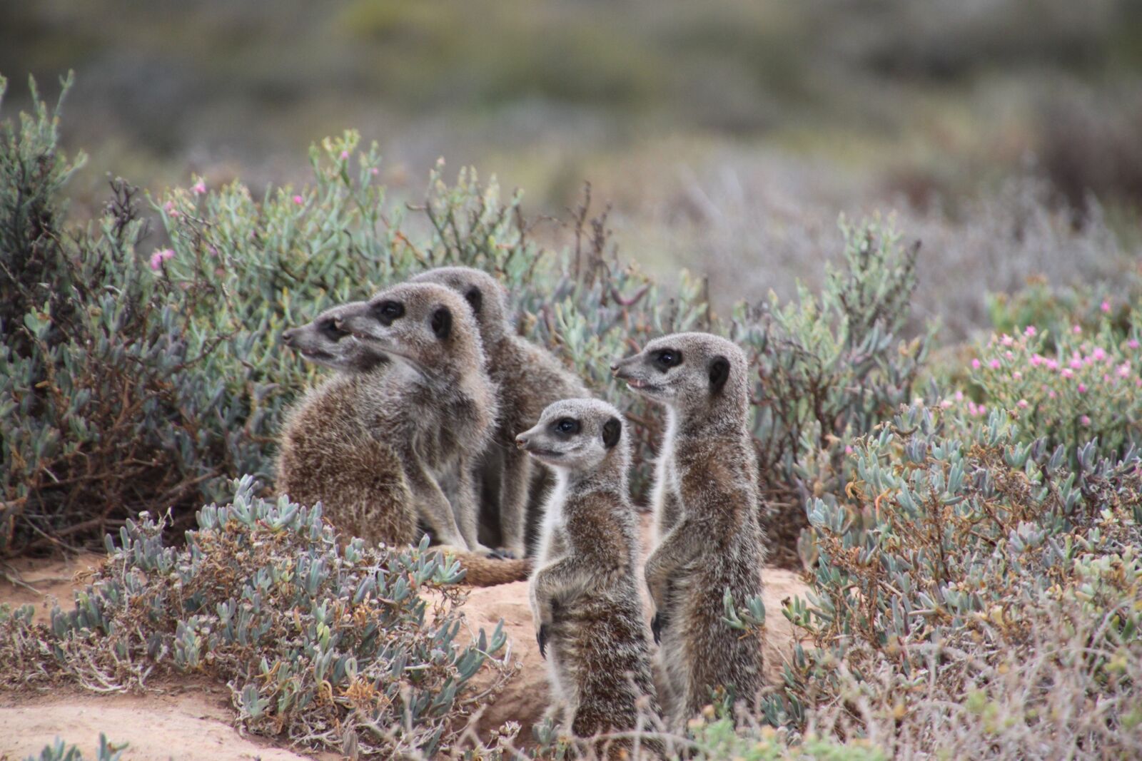 Canon EOS 500D (EOS Rebel T1i / EOS Kiss X3) sample photo. Nature, meerkat, south africa photography