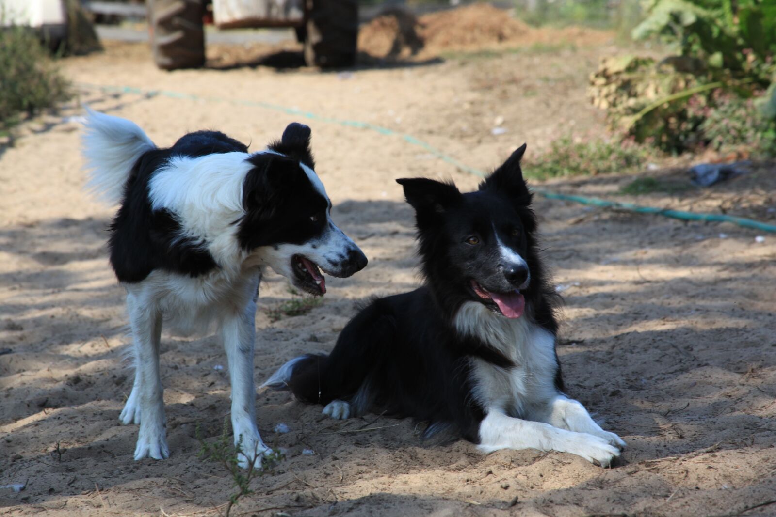 Canon EOS 5D Mark II sample photo. Dog outside, pet, cute photography