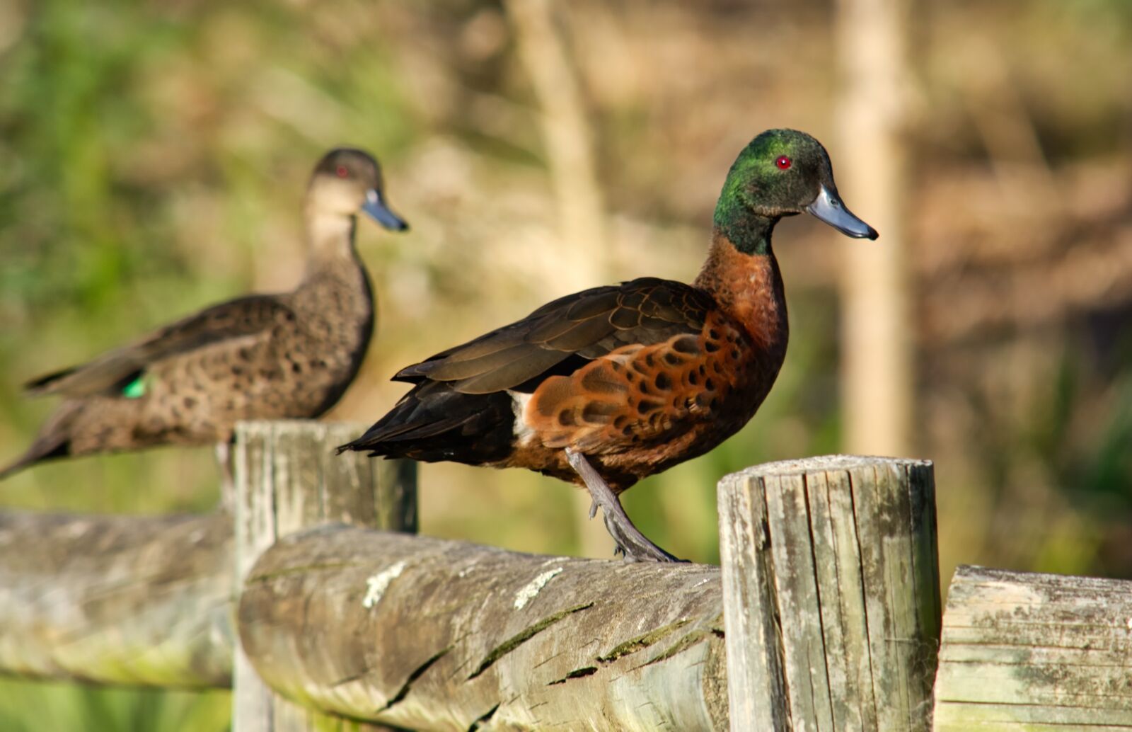 Nikon D5200 sample photo. Duck, fence, bird photography