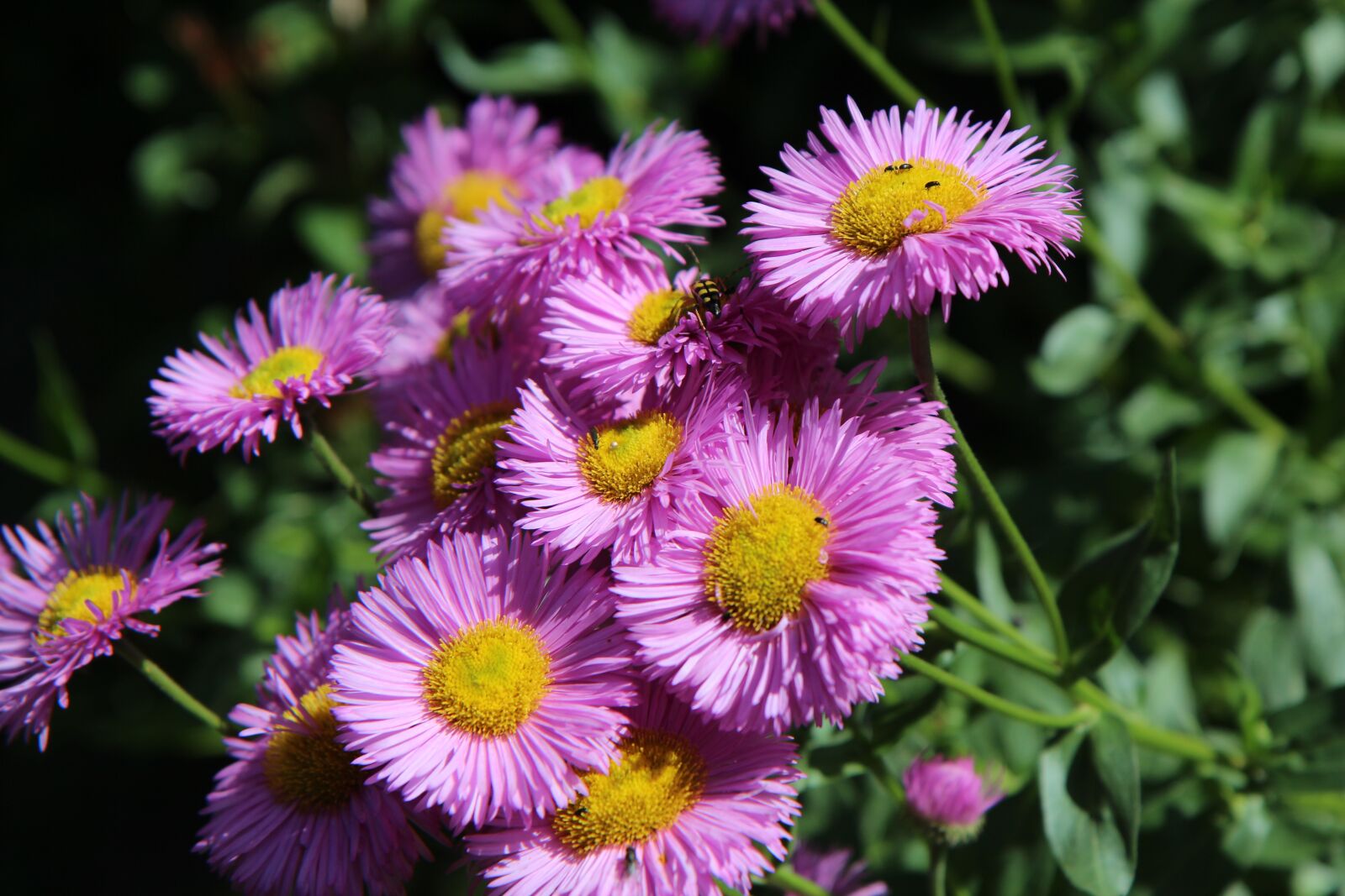 Canon EOS 600D (Rebel EOS T3i / EOS Kiss X5) sample photo. Flowering, perennial, pink flowers photography