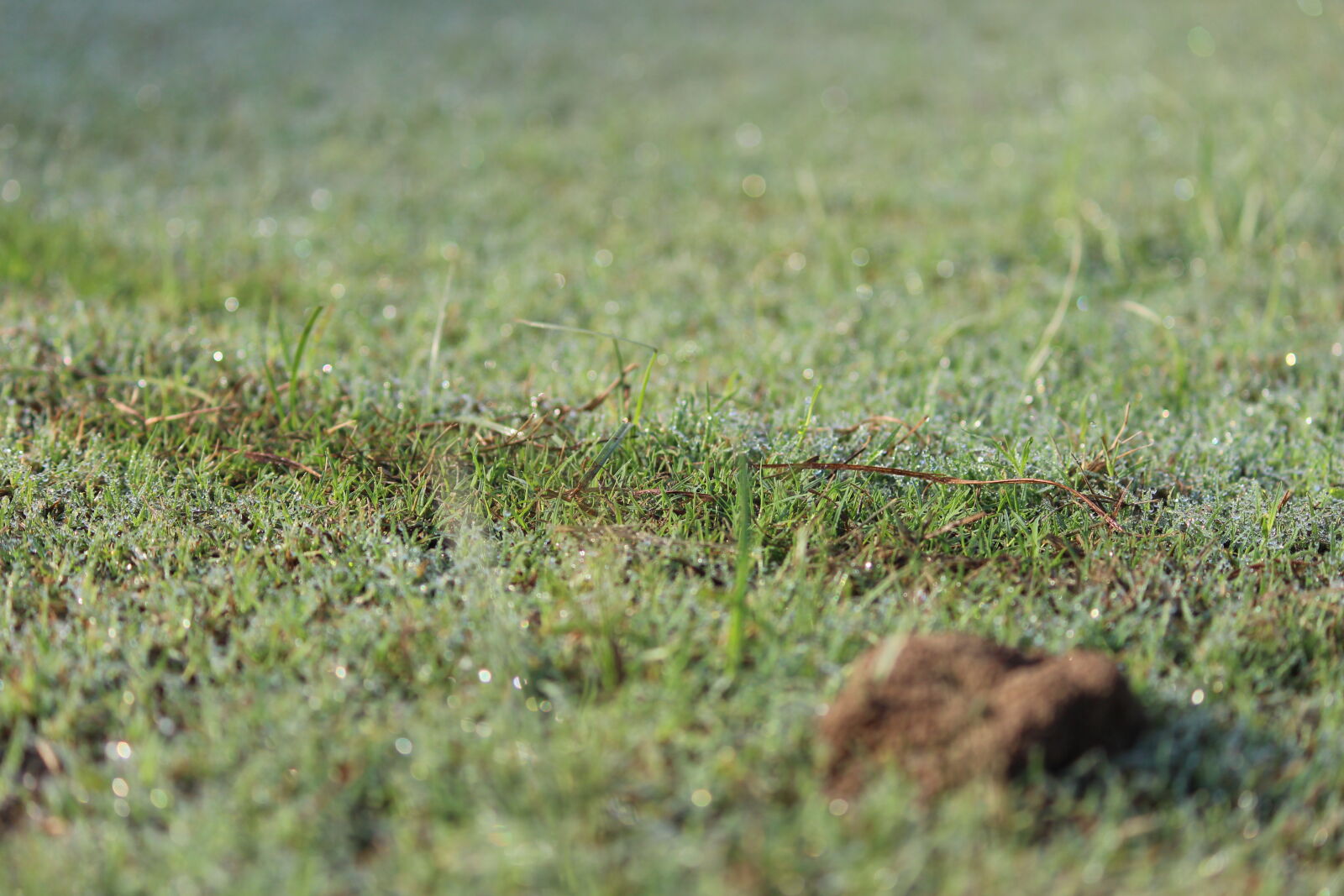 Canon EOS 700D (EOS Rebel T5i / EOS Kiss X7i) sample photo. Dew, dewdrop, dewdrops, grass photography