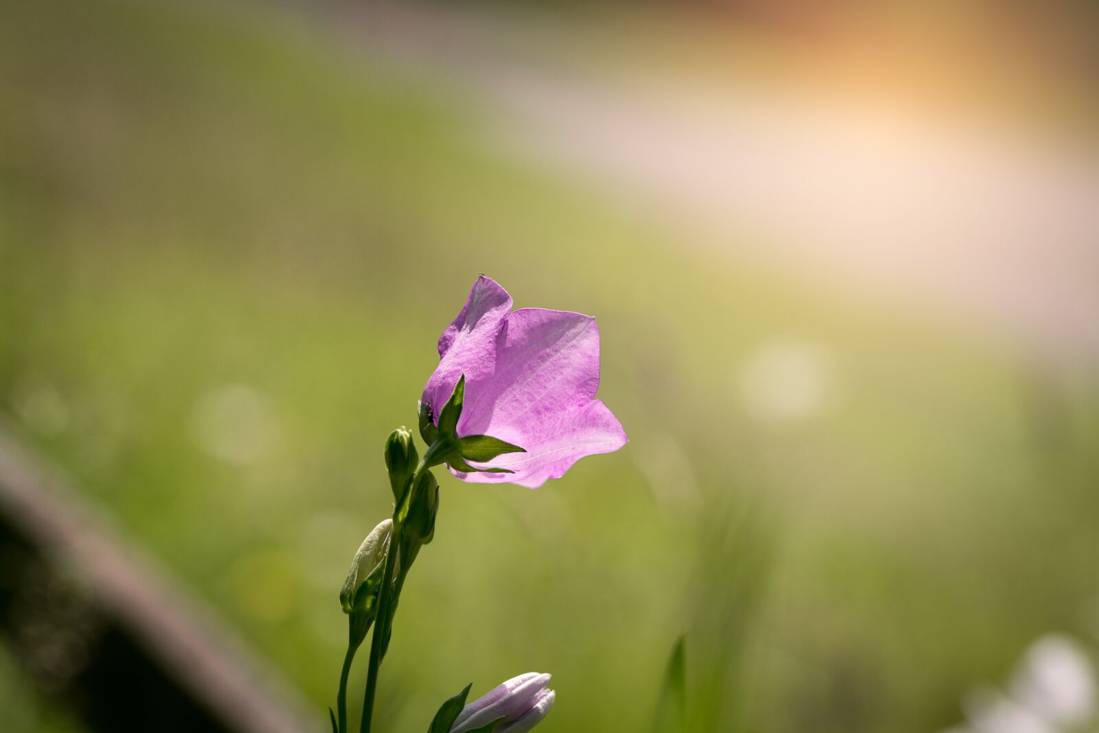 Nikon D7100 sample photo. Bellflower, flower, pink photography