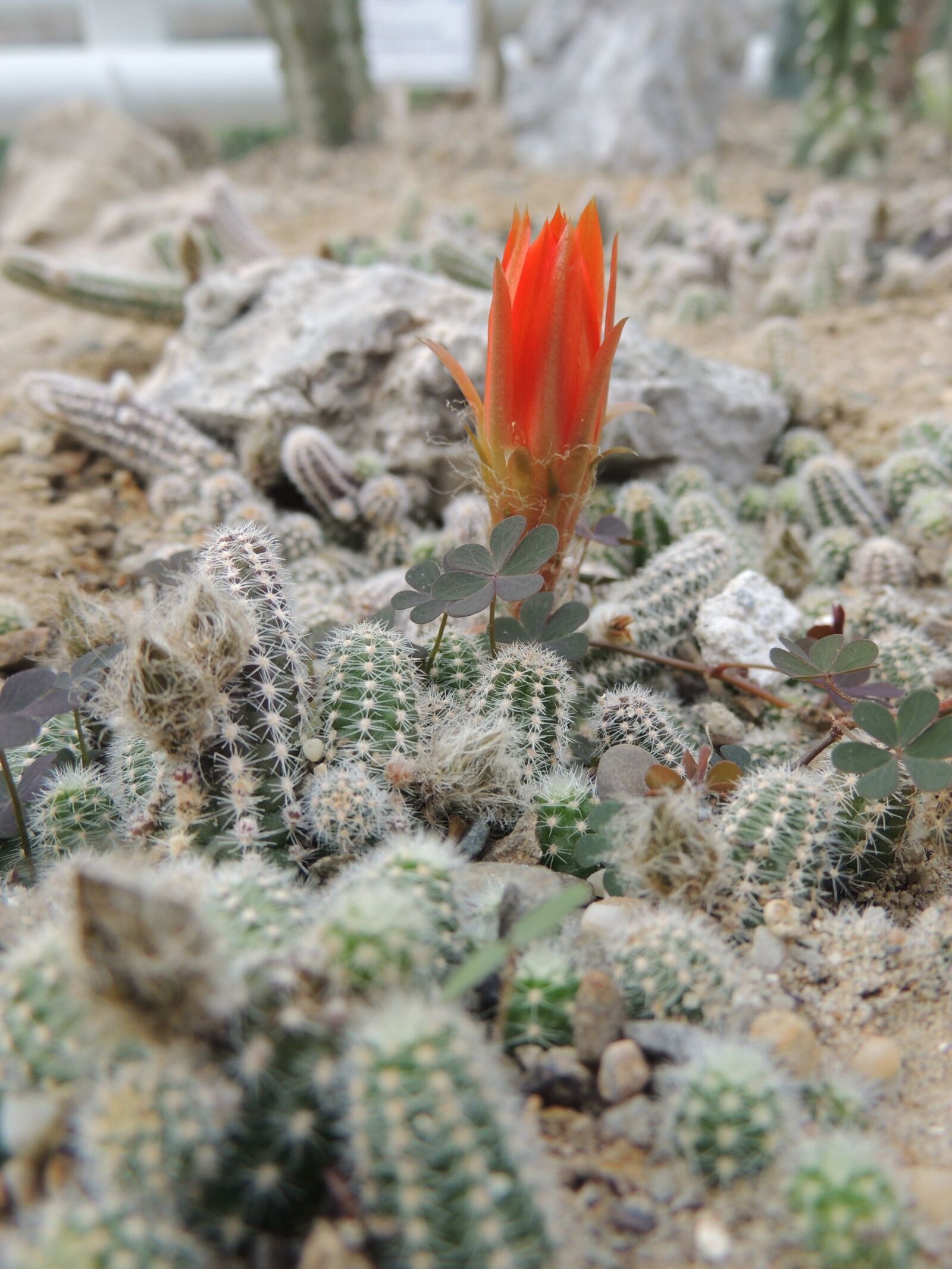 Nikon Coolpix P510 sample photo. Cactus, flower, thorns photography