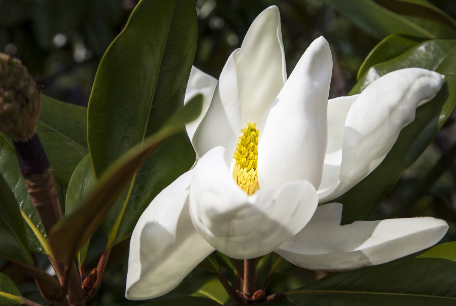 Canon EOS 5D Mark II sample photo. Tree, blossom, bloom photography