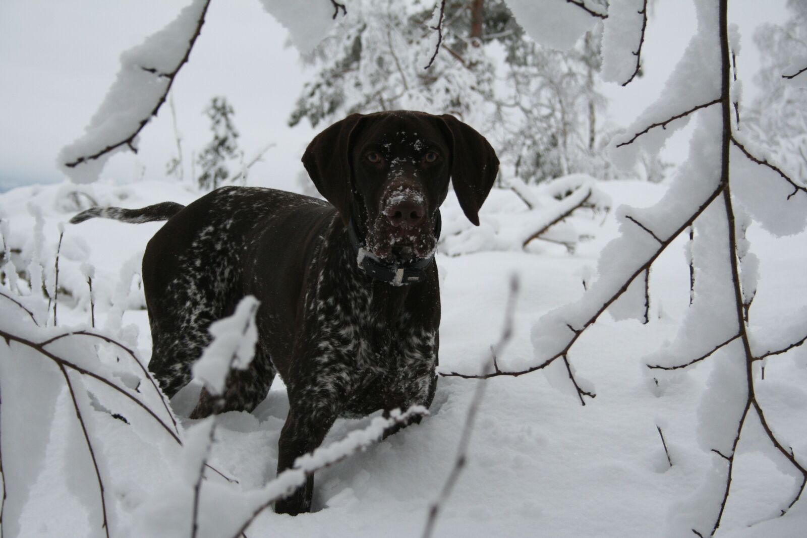 Canon EOS 350D (EOS Digital Rebel XT / EOS Kiss Digital N) sample photo. Dog, german pointer, winter photography