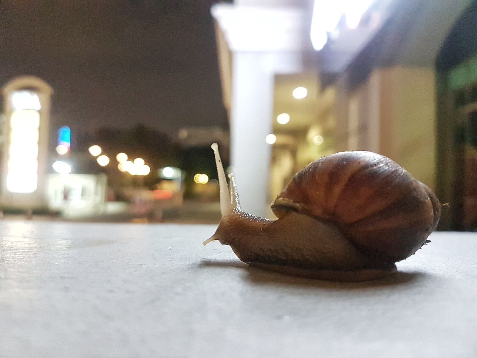 Samsung Galaxy S7 Edge sample photo. Snail photography