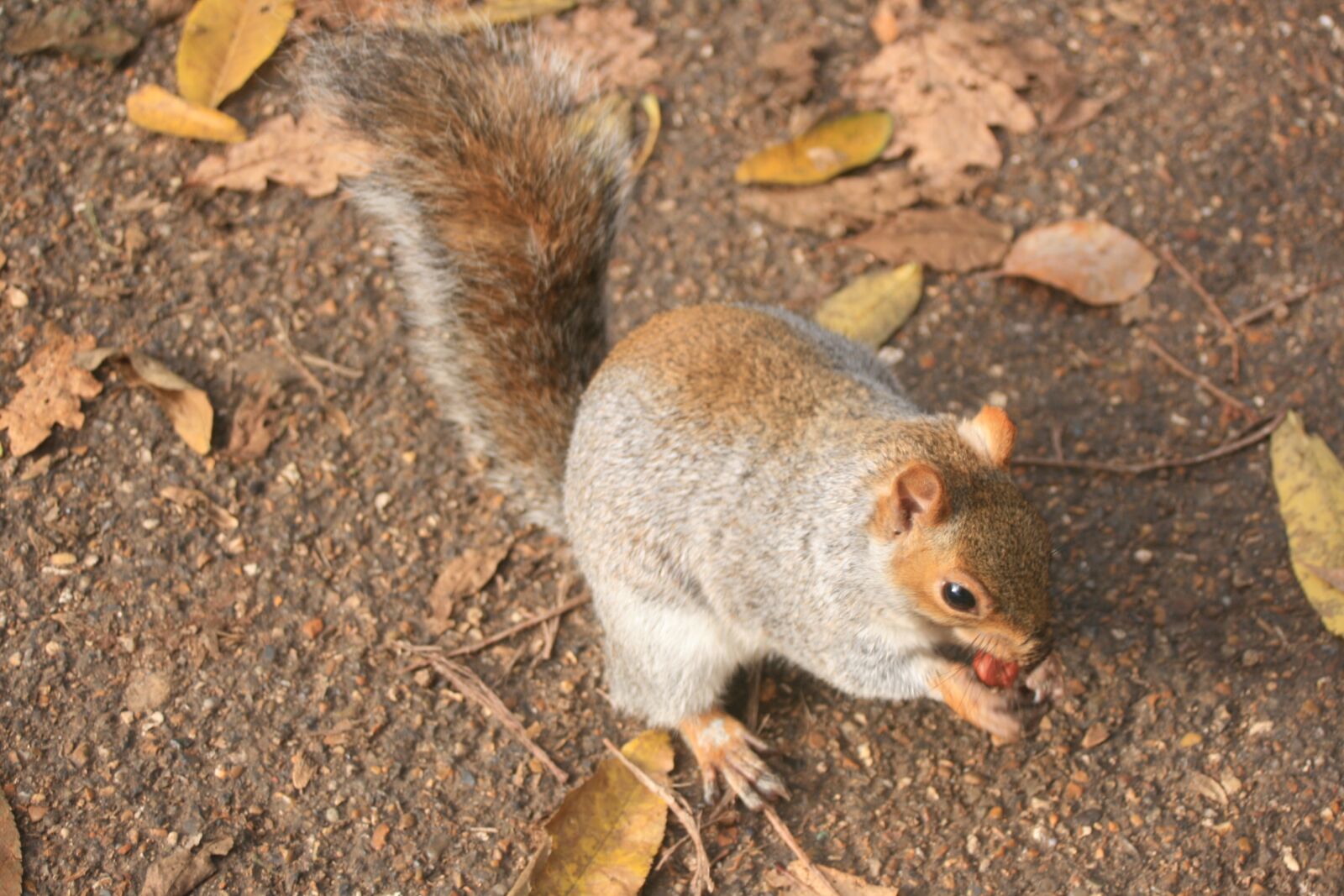 Canon EOS 400D (EOS Digital Rebel XTi / EOS Kiss Digital X) sample photo. Squirrel, hazelnut, autumn photography