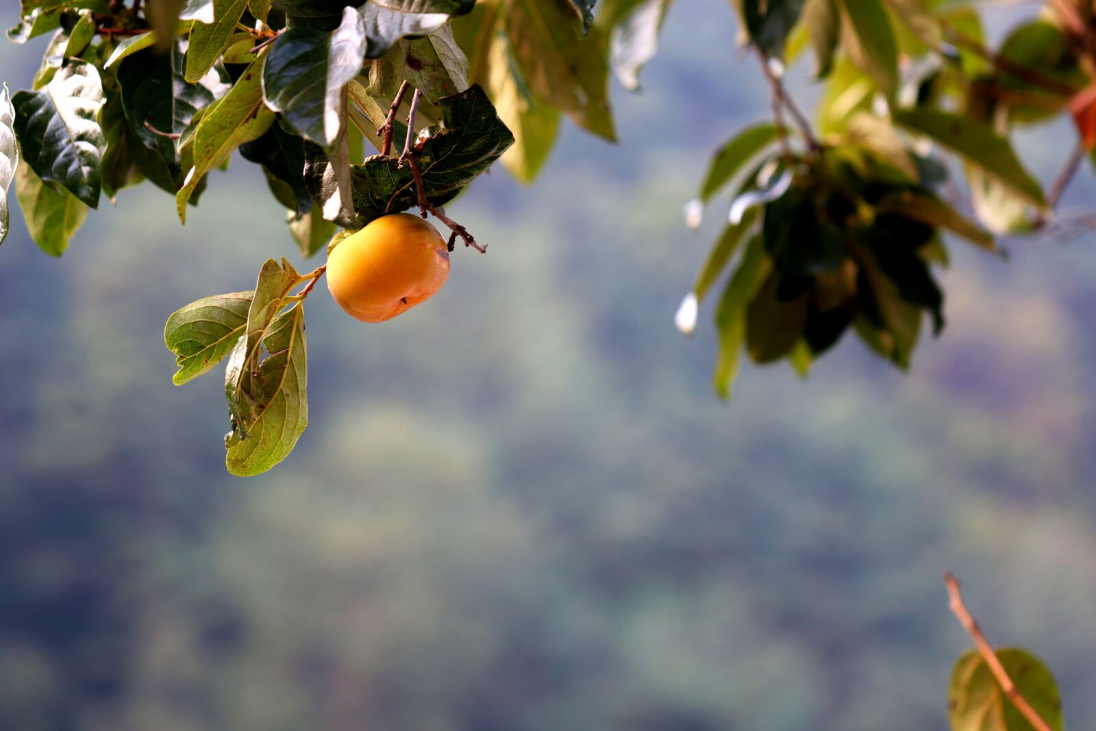 Canon EOS 7D Mark II sample photo. Persimmon, fruit, autumn photography