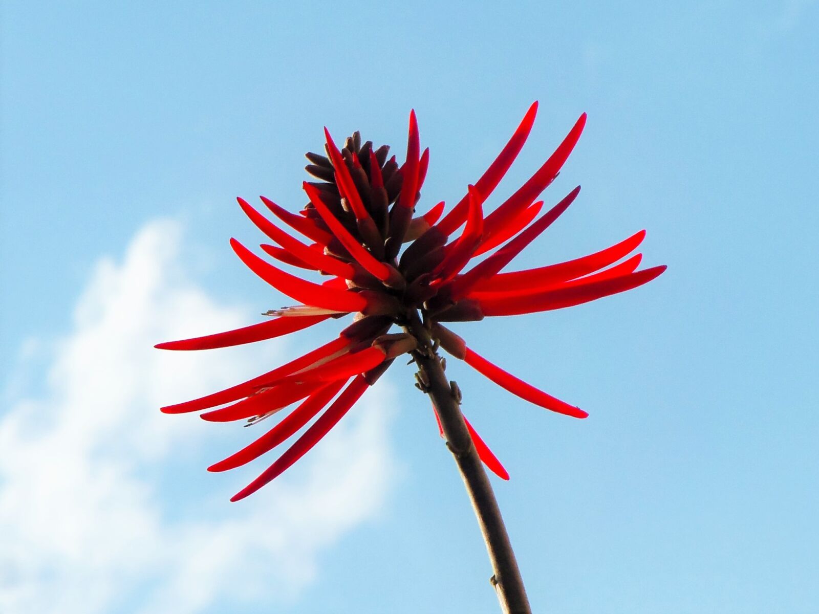 Kodak EASYSHARE M580 DIGITAL CAMERA sample photo. Flower, red, flowers photography