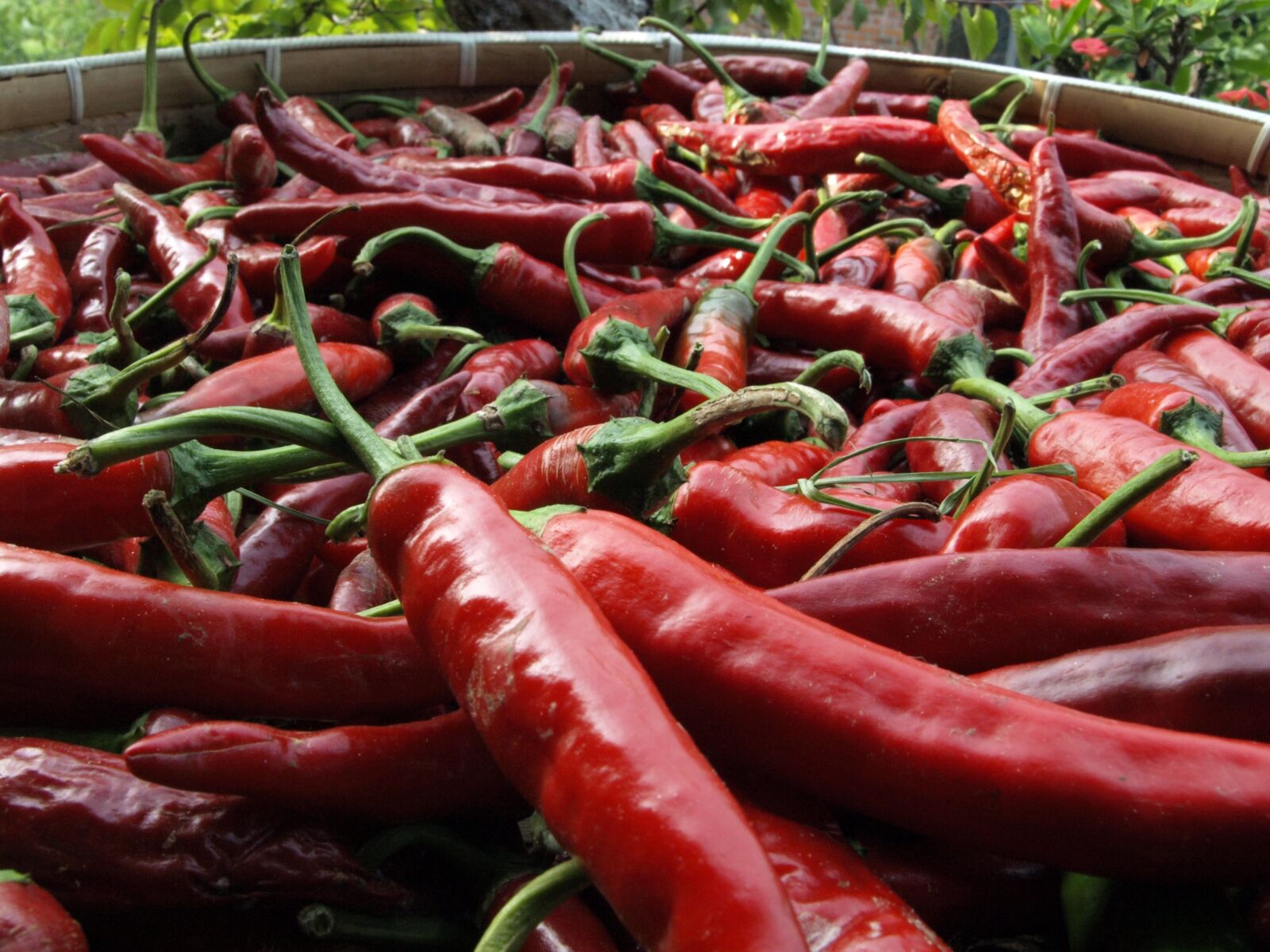 Olympus E-510 (EVOLT E-510) sample photo. Pepper, korea, vegetable photography