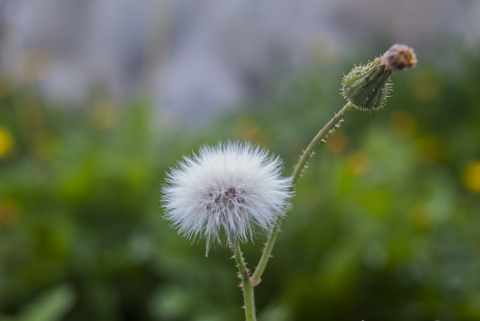 Nikon D60 sample photo. Dandelion dwarf, nature, plant photography
