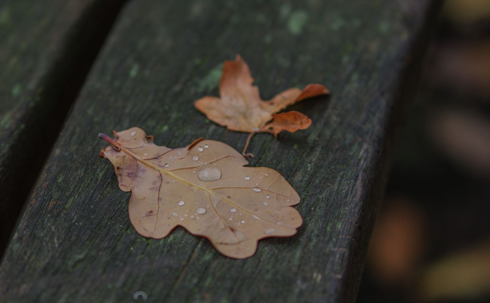 Pentax K-3 + Tamron SP AF 70-200mm F2.8 Di LD (IF) MACRO sample photo. Leaf, wood, tree photography