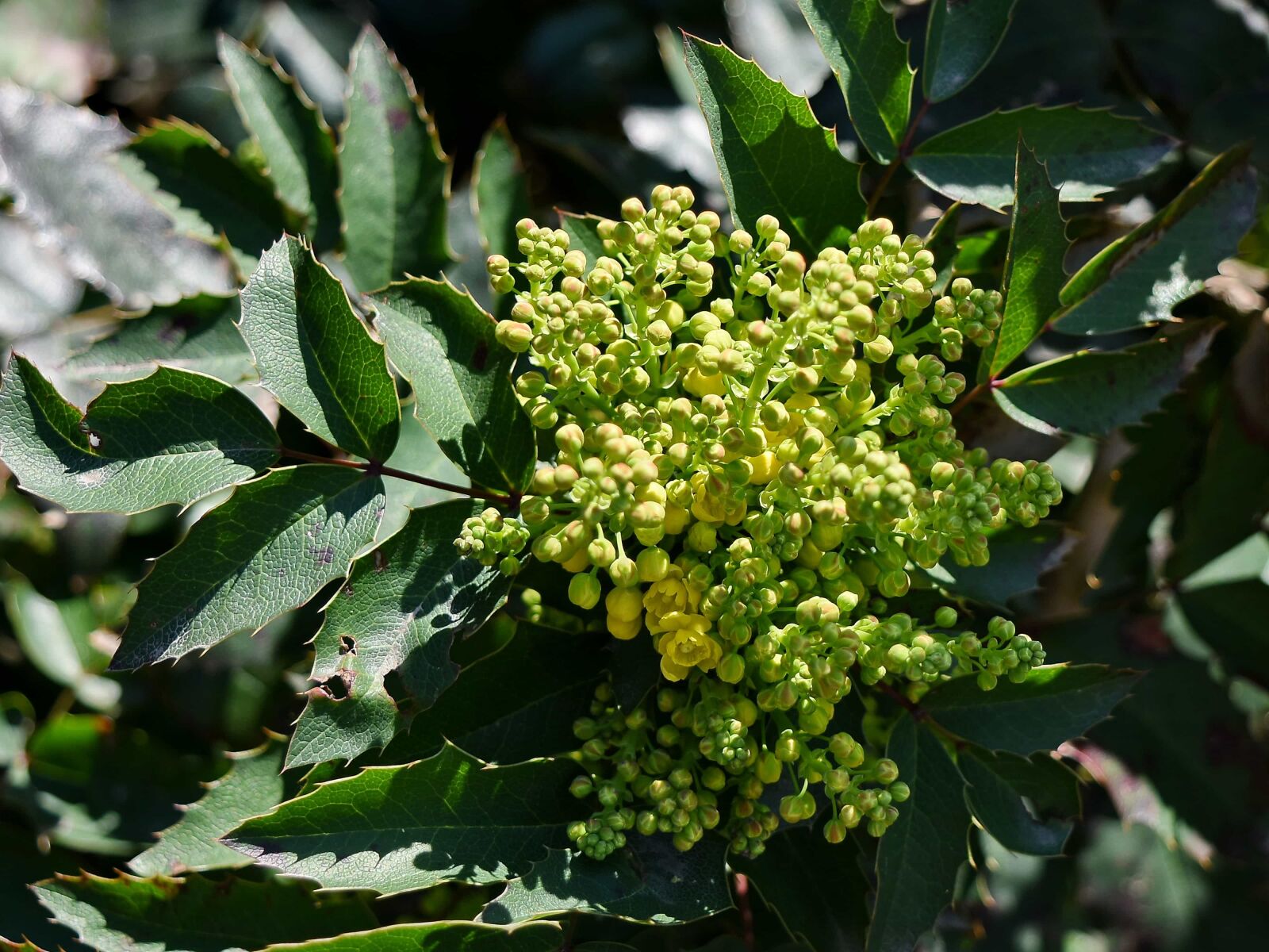 Nikon D5500 sample photo. Leaf, tree, shrub, plant photography