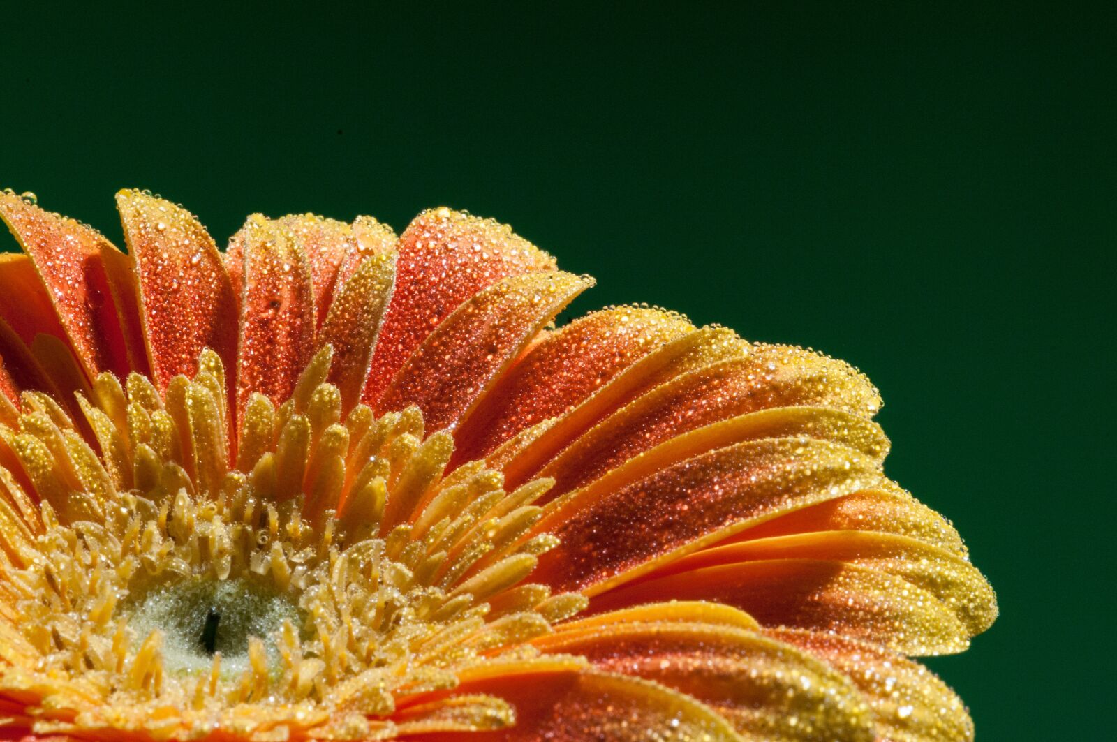 Nikon D300 sample photo. Flower, macro, close up photography