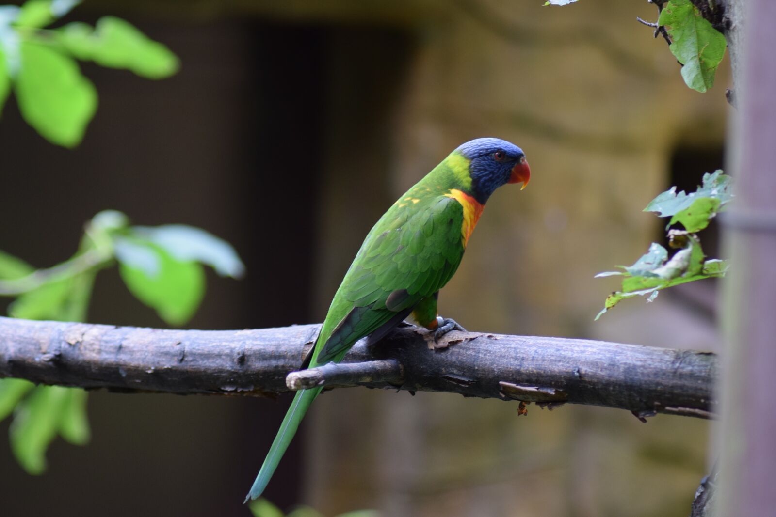 Nikon D3300 sample photo. Parrot, bird, perched photography