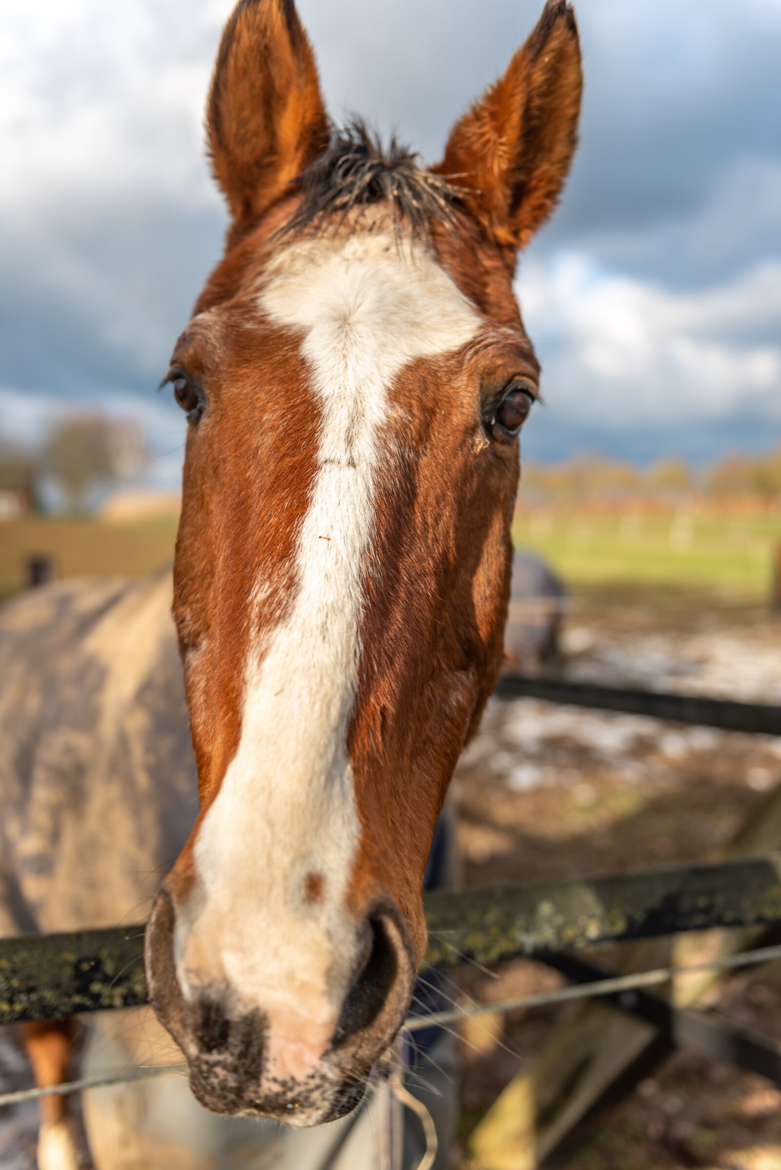 Nikon D750 sample photo. Horse, head, horse head photography