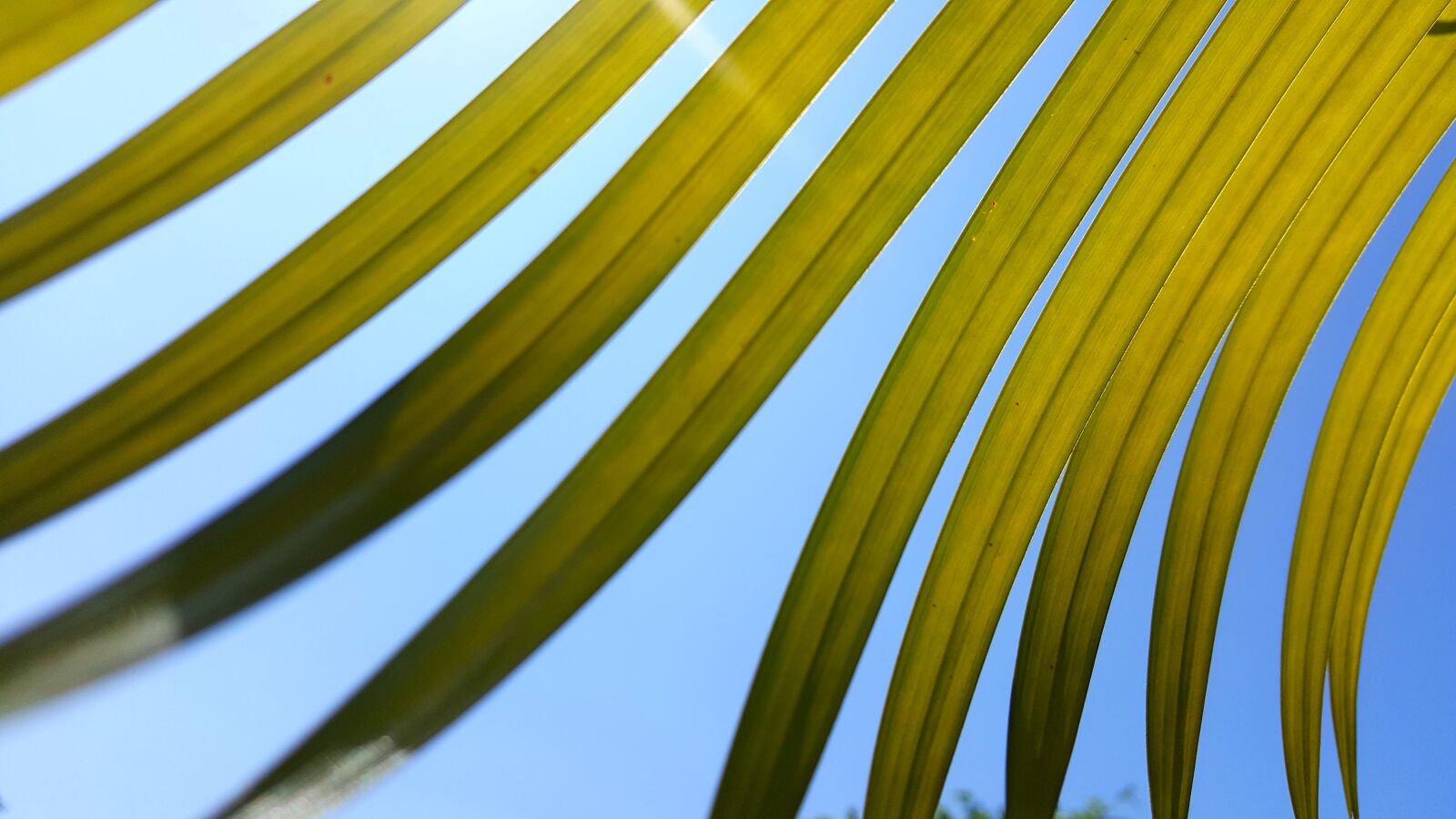Samsung Galaxy Note5 sample photo. Foliage, sky, leaf photography