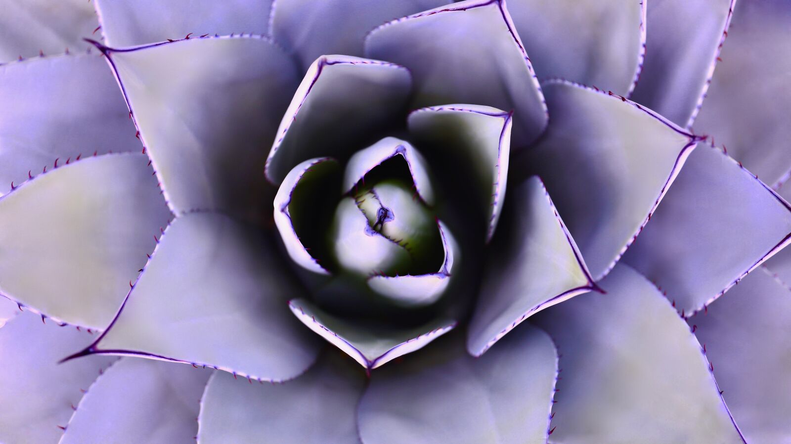 Canon 24-70mm F2.8 DG OS HSM | Art 017 sample photo. Aloe vera, cactus, succulent photography