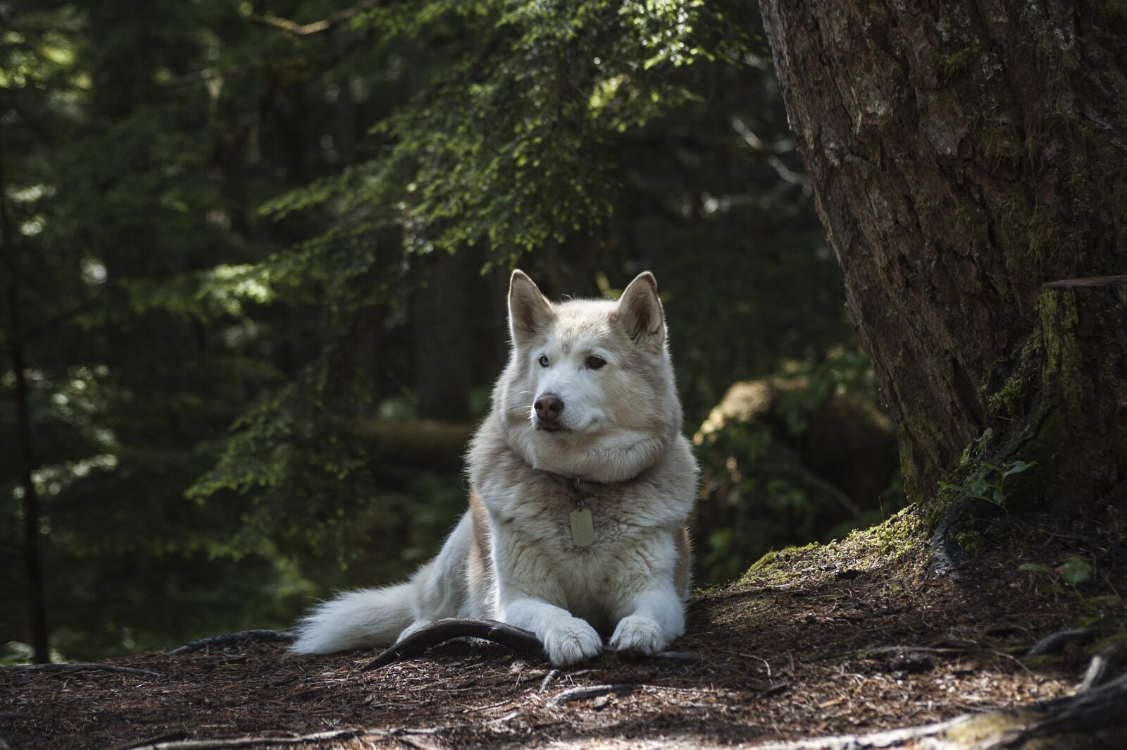 Nikon D50 sample photo. Forest, dog, canine photography