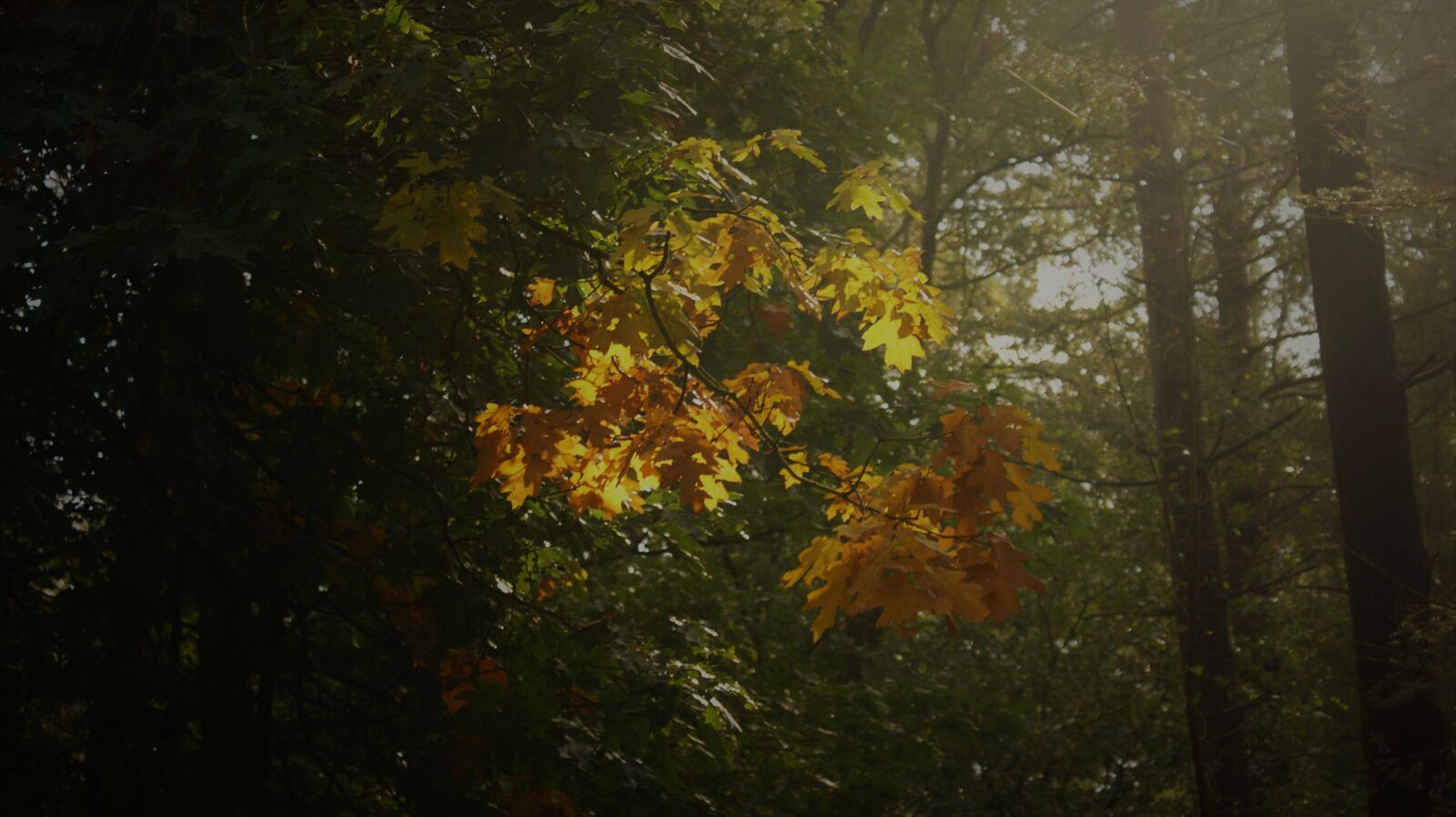 Sony Alpha DSLR-A350 sample photo. Mist, forest, autumn photography
